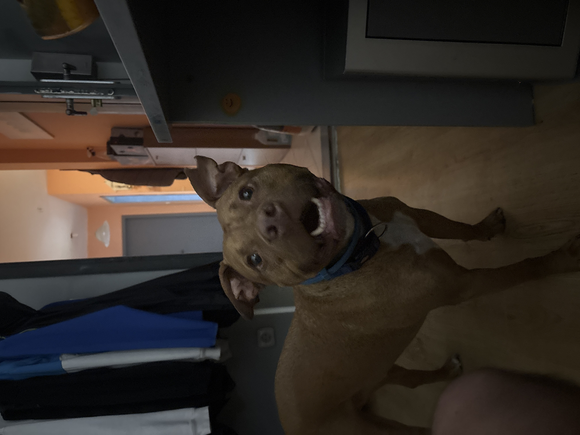A medium-sized, reddish-brown dog with its mouth open and tongue visible stands in the foreground, looking directly at the camera. The dog is wearing a blue collar. Behind the dog, to the left, are several items of clothing hanging on a rack, including a black jacket, a blue jacket, and a white and blue item. To the right, a grey cabinet or structure is partially visible, with a yellow smiley face sticker on it. The background shows an orange wall and a doorway. The floor appears to be wood. The scene is indoors, likely in a residential setting. The location of Sofia, Bulgaria, is not discernible from the visual information provided in the image.