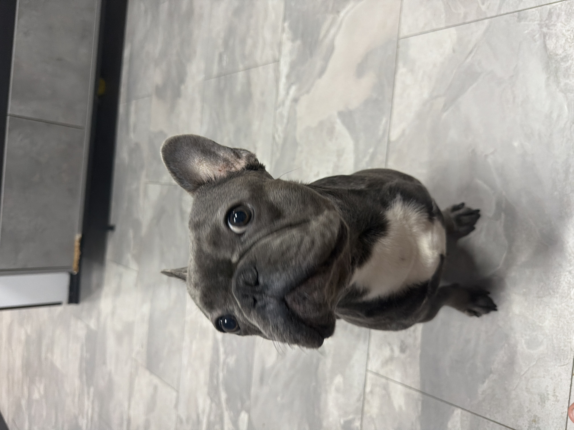 A grey French bulldog is sitting on a tiled floor, looking up at the camera with wide eyes. The dog has white markings on its chest and a dark grey brindle coat. The floor is made of large, light grey tiles with a marble-like pattern. In the background, a section of a modern kitchen cabinet or island is visible. The lighting suggests an indoor environment, possibly a home. The image appears to have been taken in Ruse, Bulgaria.