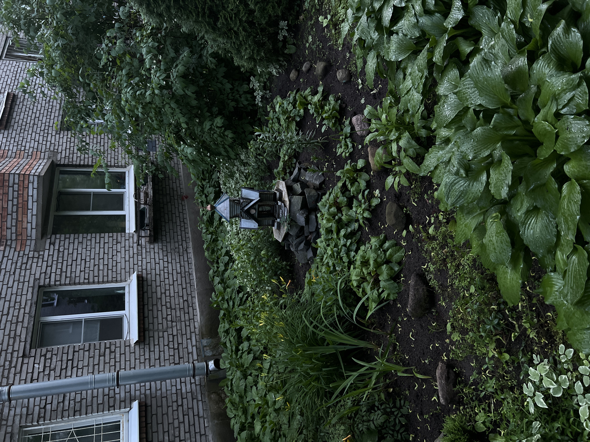 The image depicts a small garden patch in front of a brick building. A downspout runs vertically along the grey brick facade, which features several windows. The garden is densely planted with various green foliage, including large-leafed hostas in the foreground and a patch of flowering plants with yellow buds in the mid-ground. A miniature, dark-colored structure resembling a chapel sits on a base of rocks in the center of the garden. The ground is dark soil, with scattered small stones and fallen leaves. The overall impression is one of a well-maintained, if somewhat overgrown, urban green space. The presence of a downspout and the architectural style of the building suggest a location in Saint Petersburg, Russia, likely within a residential area. There are no people or animals visible in the frame.