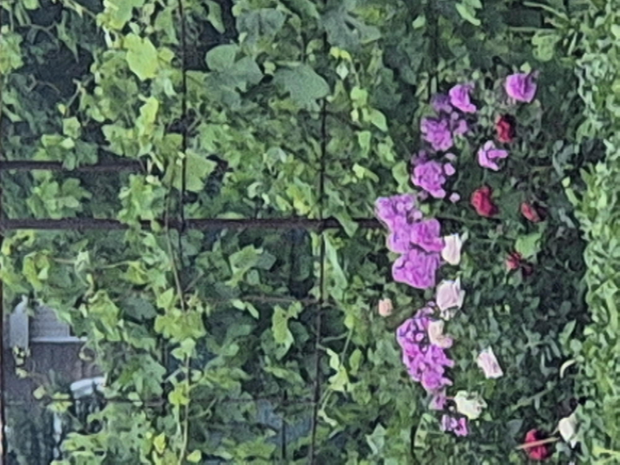 A medium shot captures a lush garden in Sozonivka, Ukraine. The foreground is filled with a variety of flowers, primarily clusters of vibrant purple blooms, interspersed with delicate pink and white blossoms. Red flowers are also visible, adding touches of color to the scene. Behind the flowers, a dense green foliage of leaves forms a thick backdrop. The leaves appear to be part of a vine or climbing plant, possibly grapes, growing on a wire fence or trellis structure. The fence, made of dark metal poles and wires, runs horizontally across the mid-section of the image, partially obscured by the greenery. In the upper portion of the image, through the leaves, a building with a dark brick facade and a window can be discerned. The overall impression is one of a verdant and thriving garden setting.
