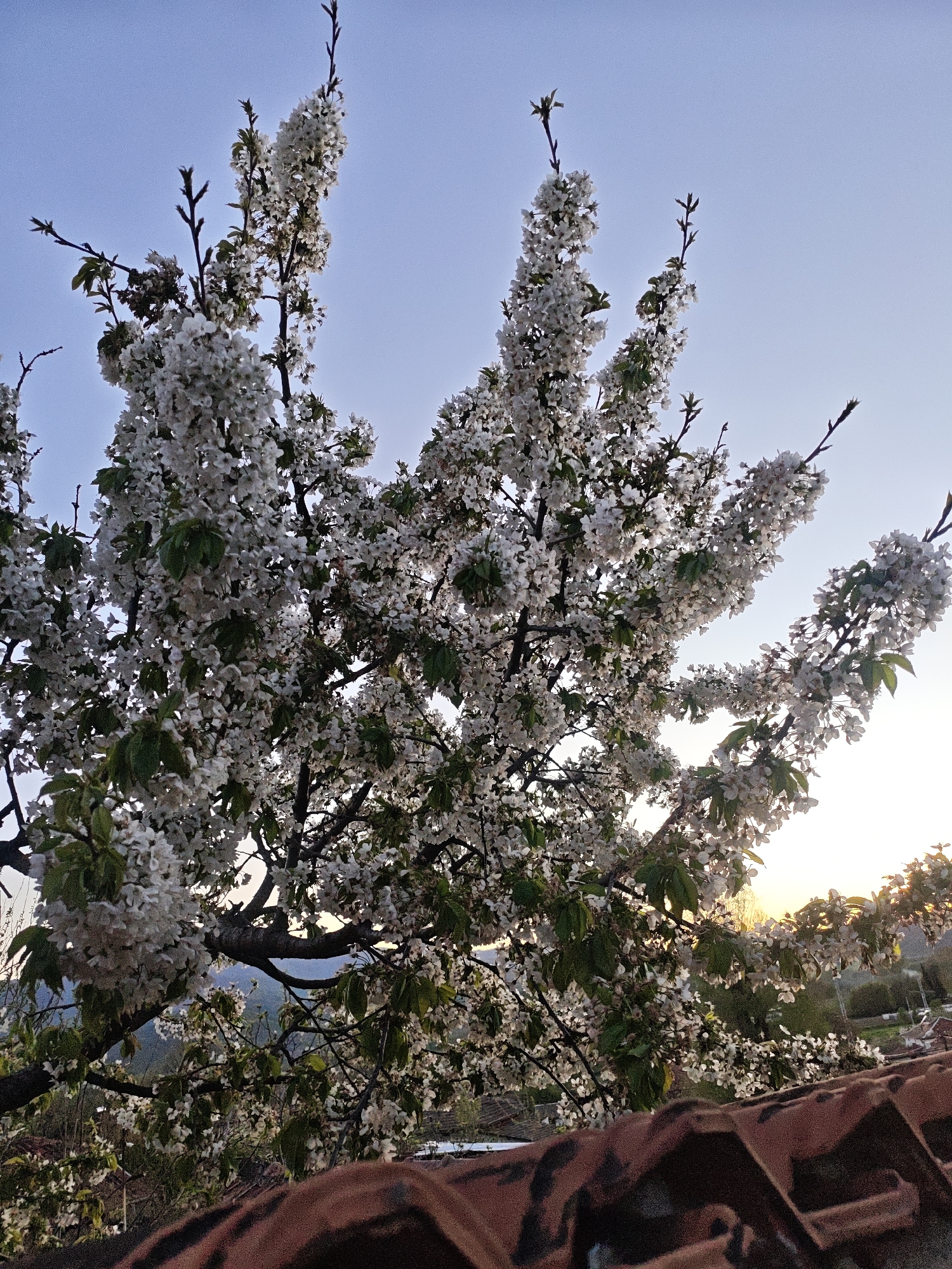 A blossoming tree fills the frame against a backdrop of a pale blue sky transitioning to a sunset glow on the horizon. The tree's branches are laden with clusters of white flowers interspersed with green leaves. The lower portion of the image shows a tiled roof. In the distance, a landscape of rolling hills is visible, partially obscured by the tree. The city/region/area is likely rural given the background view.