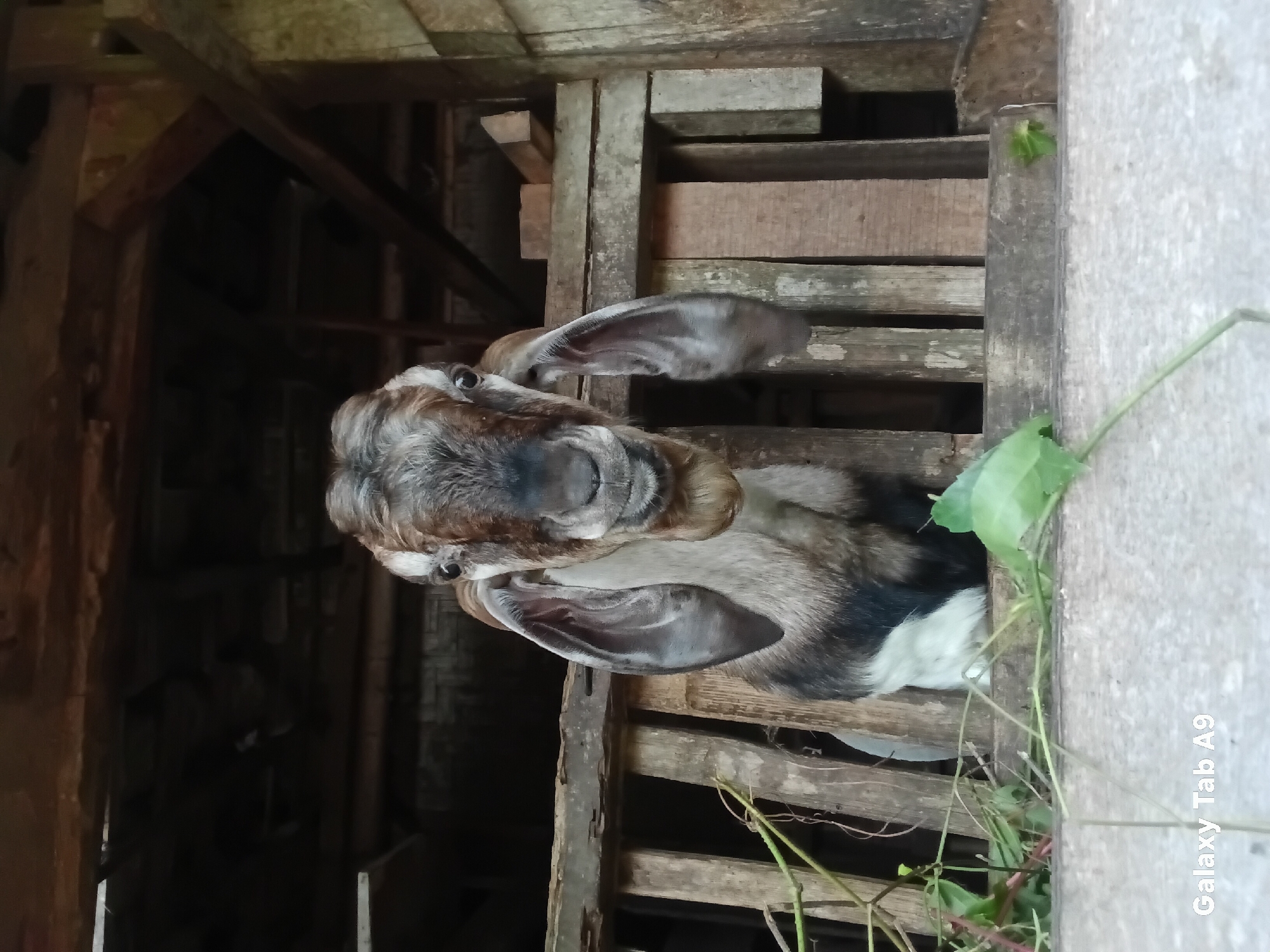 A medium shot captures a goat with large, floppy ears looking directly at the camera from within a wooden enclosure. The goat's fur is a mix of brown, grey, and white. Green vines and leaves are visible in the foreground, partially obscuring the lower part of the wooden structure. The enclosure appears to be made of rough, weathered wood and is set within a dimly lit, rustic environment, possibly a farm or barn. The background consists of more wooden beams and structures, suggesting an interior space. The bottom left corner of the image contains a watermark that reads "Galaxy Tab A9."