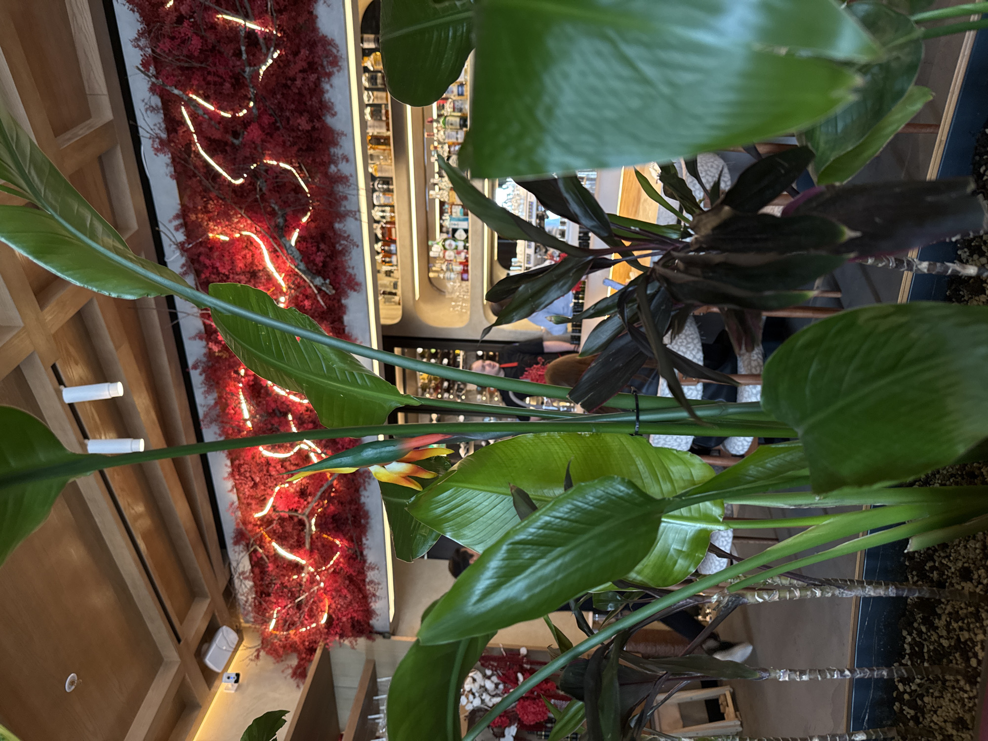 This media file presents an interior view of a stylish bar or restaurant, likely located in Moscow, Russia. The foreground is largely occupied by vibrant green foliage, primarily large leaves of what appears to be a Strelitzia (Bird of Paradise) plant, with a distinctive orange and yellow flower bud emerging near the center. Another plant with darker, elongated leaves is visible on the right.
The background reveals a well-stocked bar area featuring multiple shelves laden with various bottles of alcohol, brightly illuminated from behind. Several blurred figures of people are visible in the background, suggesting patrons or staff. One person, possibly a bartender, can be seen behind the counter.
A prominent decorative element is a wall covered in dense, rich red foliage, possibly artificial, which is interwoven with warm, glowing string lights that create undulating patterns. This illuminated red wall serves as a striking backdrop to the bar. The ceiling features light-colored wooden panels, and white cylindrical light fixtures are mounted above. The floor in the foreground appears to be dark, with some pebbly texture around the base of the plants. The overall impression is one of a modern, upscale establishment with a lush, inviting atmosphere, likely captured in the evening. No specific text is clearly visible.