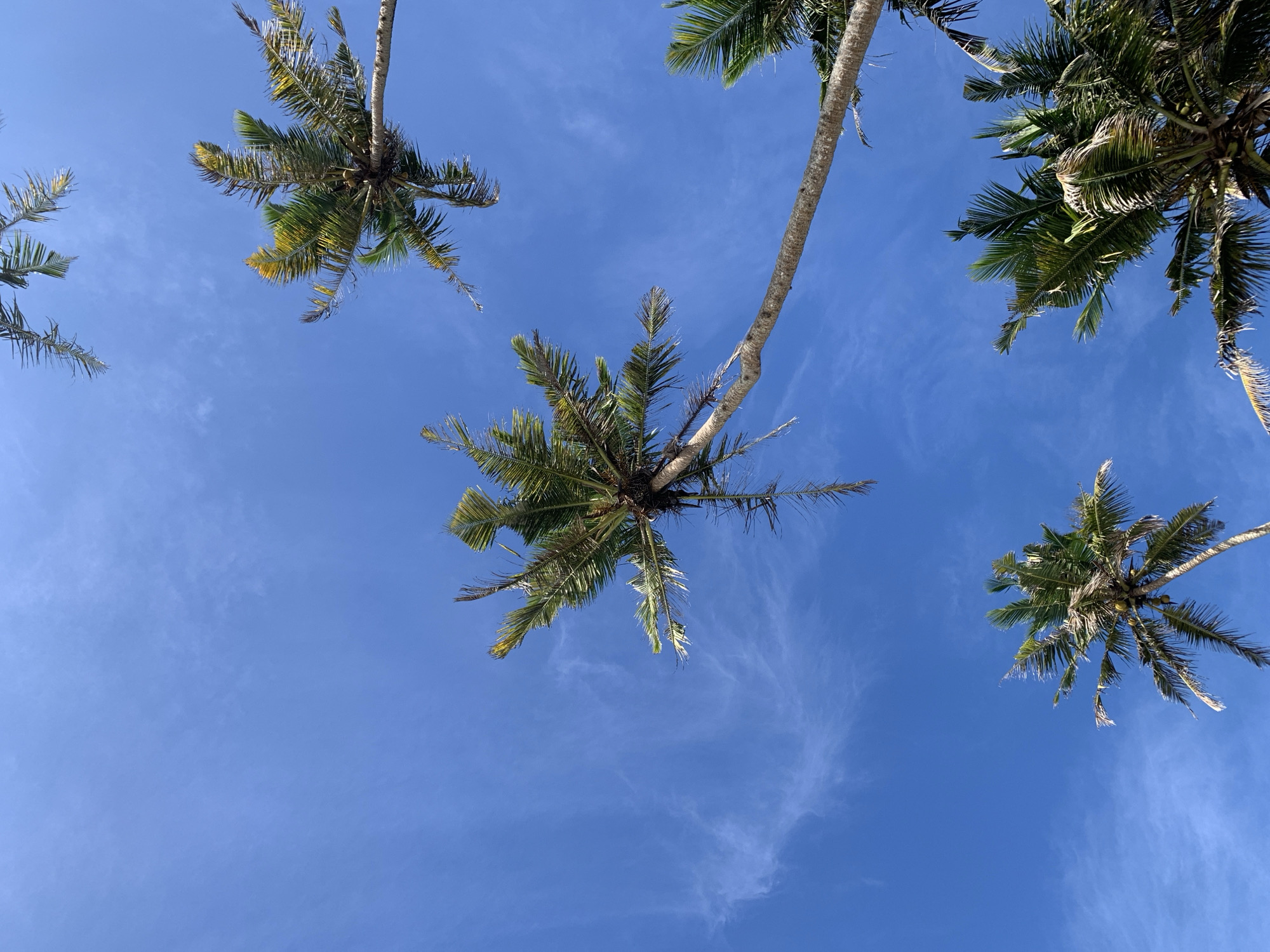 The image captures an upward view of several palm trees against a clear, bright blue sky with sparse, wispy clouds. The scene is likely located in Ahangama, Sri Lanka, a region known for its tropical climate and coastal landscapes. The palm trees are varied in their position and maturity, with some showing full, green fronds while others have sparser, more weathered foliage. One large palm tree in the center is prominently featured, its trunk curving significantly as it reaches towards the sky. The perspective suggests the viewer is standing directly beneath these trees, looking up. The overall impression is one of a sunny, tropical day.
