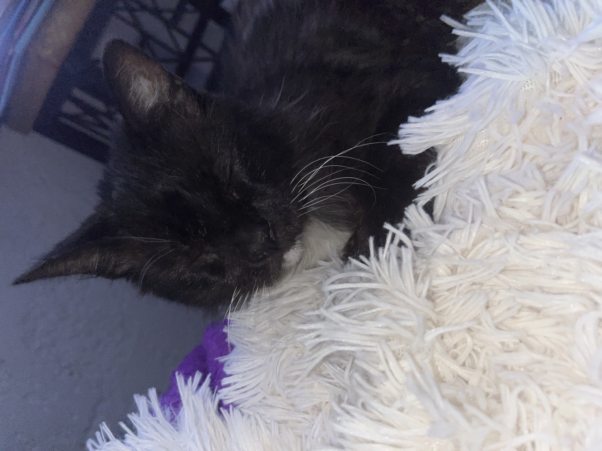 A black cat with white whiskers sleeps on a white, fluffy bed. Part of a purple blanket is visible underneath the bed. A dark surface, potentially a shelf or furniture, is behind the cat. The location is Unknown, Unknown.