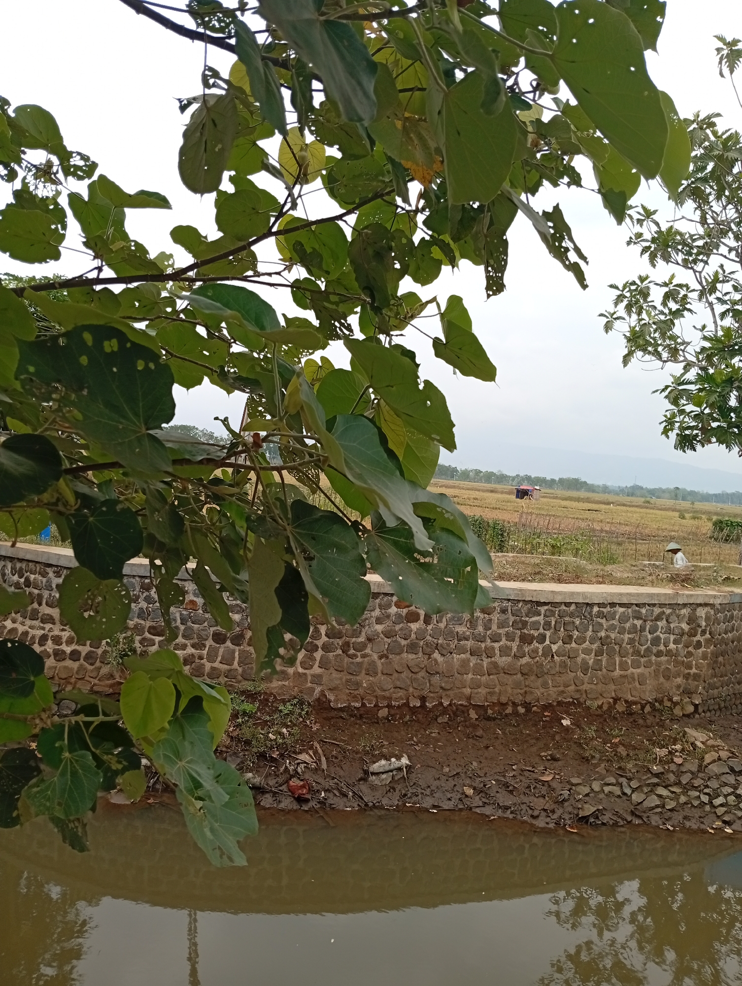 The image depicts a natural scene with a foreground of lush green foliage hanging over a body of murky water. A low stone wall, constructed from irregular, stacked rocks, separates the water from a slightly elevated area of dry earth and sparse vegetation. Beyond the wall, a rural landscape unfolds, characterized by cultivated fields, some appearing dry and harvested, others showing signs of growth. Small structures, possibly huts or shelters, are visible in the distance. A lone figure, wearing a conical hat, is situated in the middle ground, suggesting agricultural activity. The sky is overcast, casting a soft, diffused light over the entire scene, contributing to the overall muted color palette. The perspective is from a slightly elevated position, looking down towards the water and across the fields.