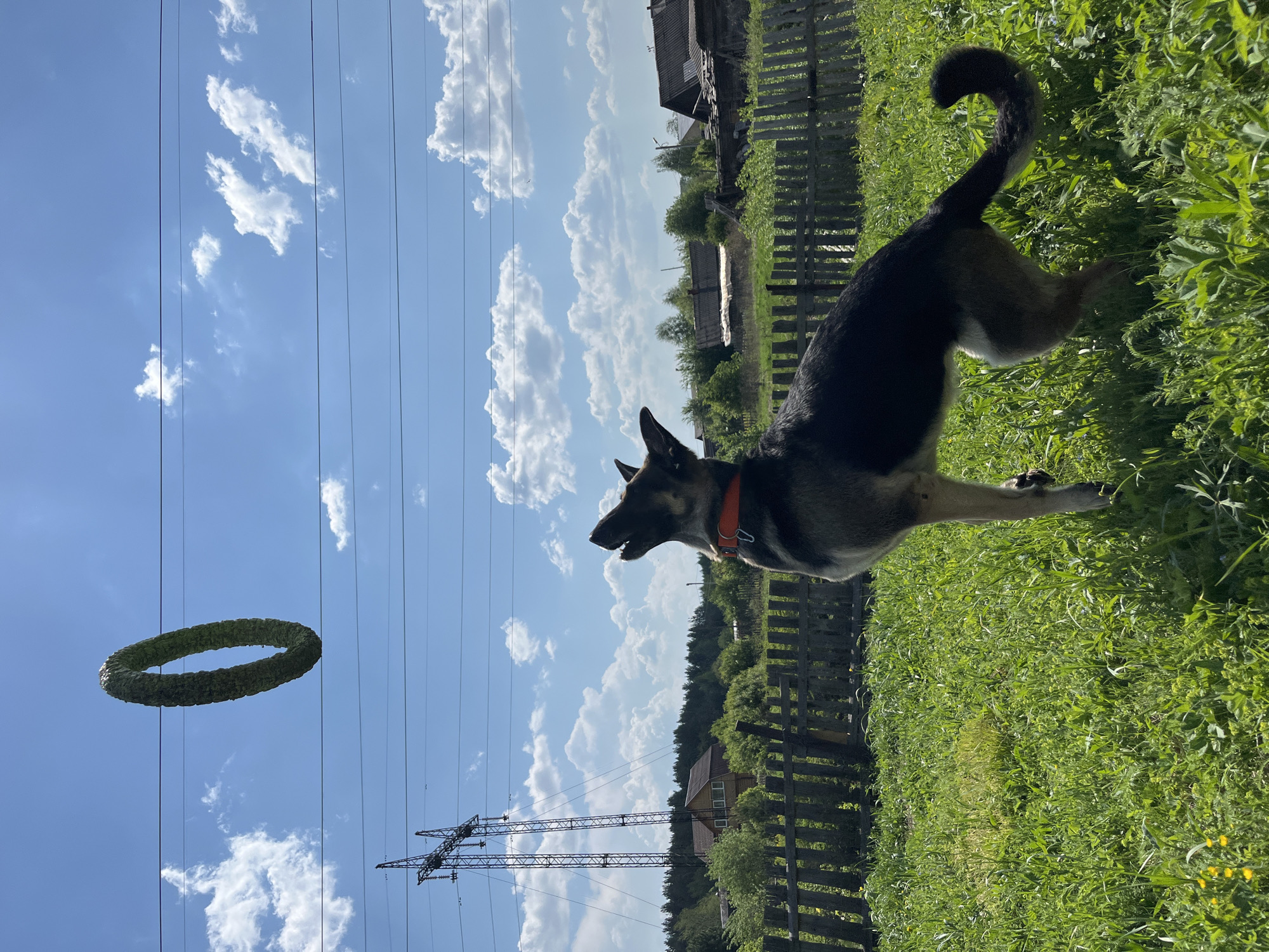 A German Shepherd dog with a red collar is standing in a field of green grass, looking up at a ring in the air. The ring is brown and textured, resembling a dried wreath. Behind the dog and the ring, the sky is blue with puffy white clouds. Power lines and a power pole are visible in the background, along with a wooden fence and buildings of what looks like a residential area in the distance. The image appears to be taken in the city of Nizhny Tagil, Russia. The perspective of the image makes it appear as if the photograph was rotated 90 degrees counter-clockwise.