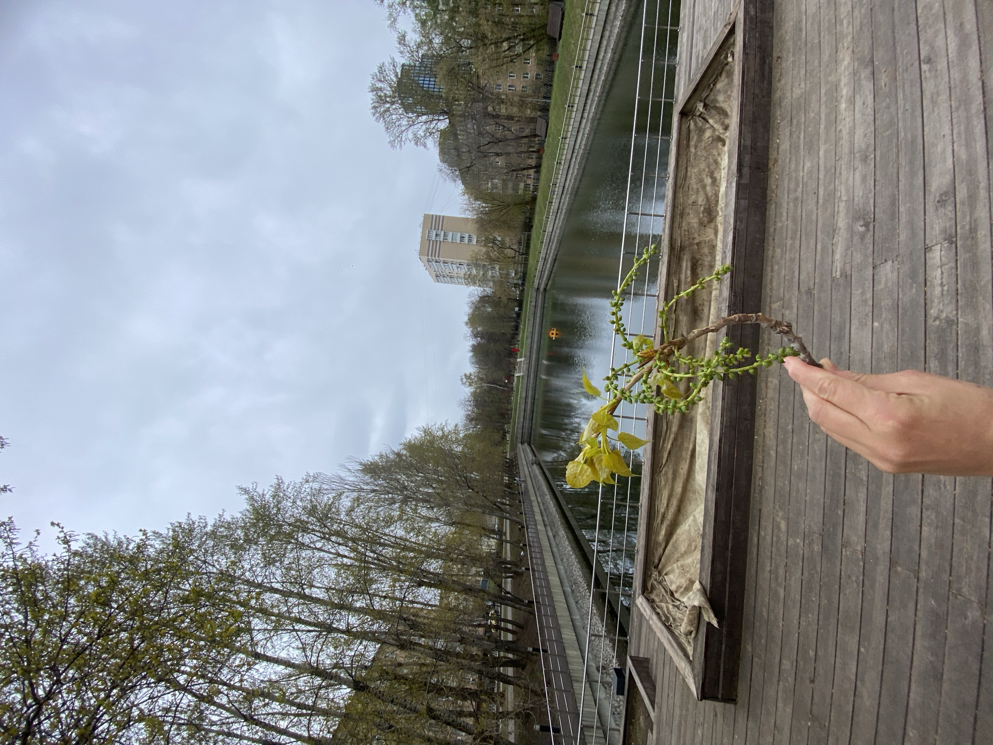 The image captures an outdoor urban park scene, likely taken from a boardwalk or deck overlooking a body of water in Moscow, Russia. The sky is overcast, suggesting a cloudy day, and the trees show early spring foliage with light green leaves and buds, indicating the time of year.
In the foreground, a human hand, light-skinned, is visible on the right side, holding a small branch adorned with fresh, light-green leaves and numerous small, green, round buds or nascent flowers. Below the hand and extending across the right half of the image is a weathered wooden boardwalk or deck composed of horizontal planks. Adjacent to this wooden surface, a shallow planter box or raised bed contains a crumpled piece of light-colored fabric or tarpaulin. A silver-colored metal railing, possibly part of the boardwalk's boundary, is partially visible.
The mid-ground features a calm body of water, likely a canal or river, which reflects the dull sky and distant elements. Along the far bank of the water, a long line of trees, many still largely bare but showing signs of budding, stretches into the distance. Beyond the trees, several multi-story residential buildings with multiple windows are visible, defining the urban setting. No text is visible in the image.