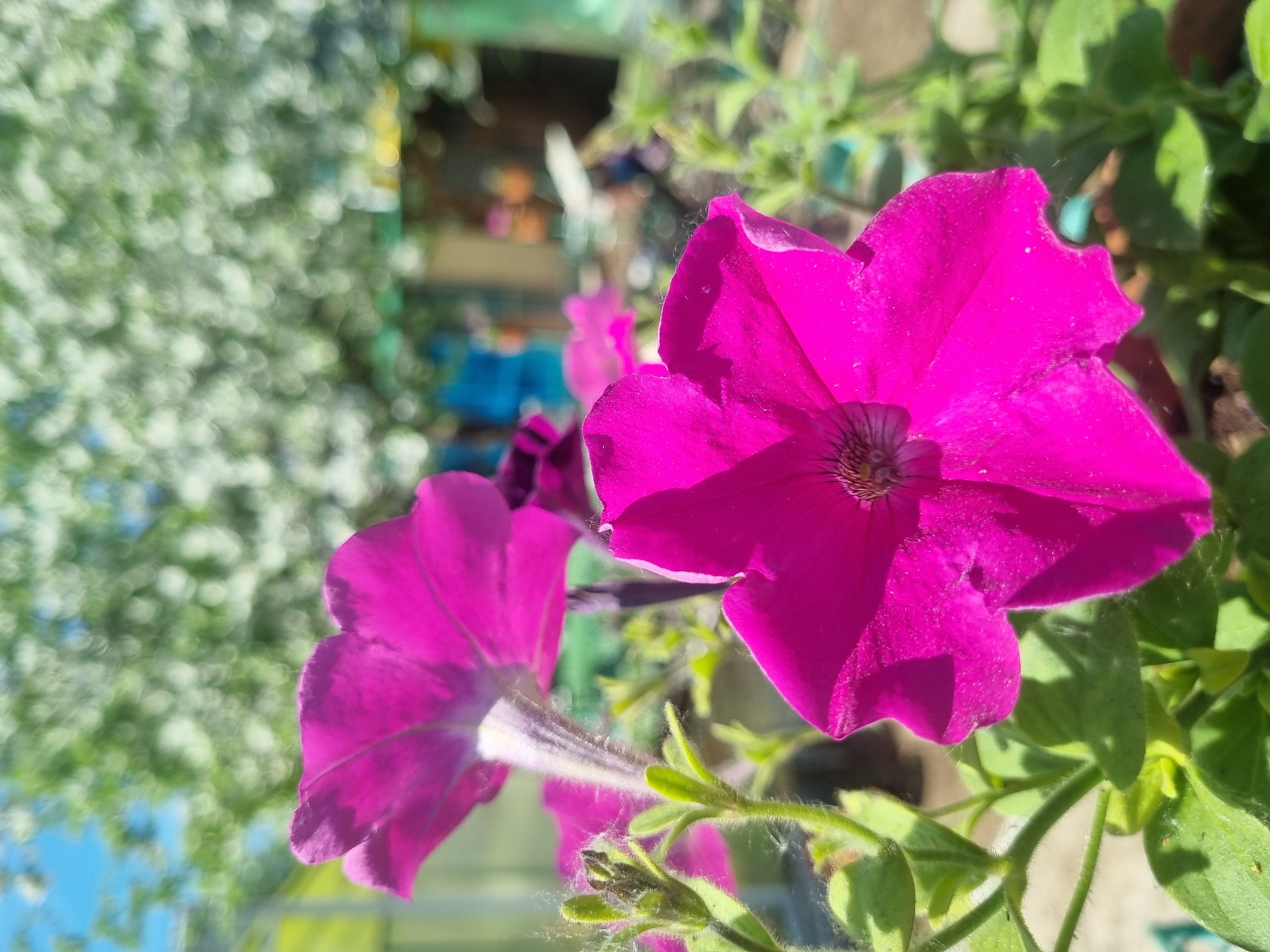 A close-up, low-angle shot features vibrant magenta petunia flowers in sharp focus, with the flower on the right prominently displayed, revealing its intricate patterns towards the center. The background is blurred, showing a mix of greenery and a building with blue and green elements, suggesting an urban garden or balcony in an urban area. The bright daylight indicates an outdoor setting under clear skies. Given the request for the location, the flowers might be in Chaikovsky, Russia.