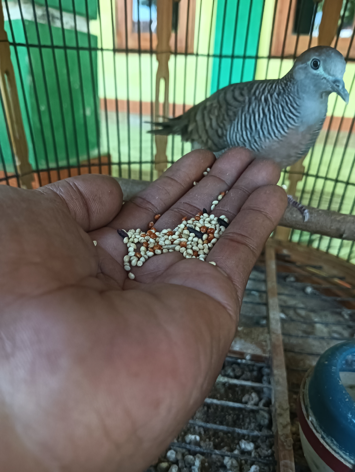 A first-person perspective image shows a human hand holding a mixture of birdseed. The hand is positioned in the foreground, with a bird in the middle ground. The bird, a zebra dove, is light gray with dark striped wings and chest. It is perched on a wooden dowel within a cage. The cage has a bamboo frame and green bars. The background is blurred, but appears to be the interior of a room with yellow and orange walls. The scene is indoors, likely in a residential setting in Tanggan, Indonesia, given the typical cage and bird species found in the region. The bird appears to be interacting with the hand, possibly in the process of being fed.
