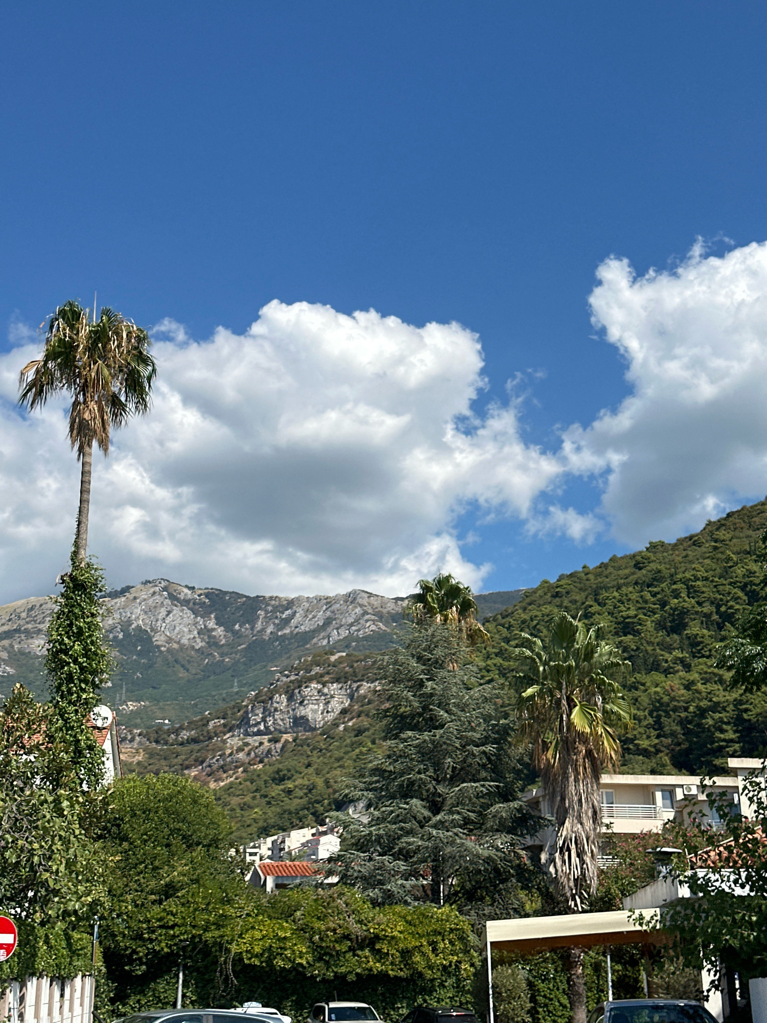 In Budva, Montenegro, under a bright blue sky dotted with fluffy white clouds, a tall palm tree stands prominently on the left side of the frame, its trunk wrapped in lush green ivy. In the mid-ground, a dense forest covers a steep mountain slope, with rocky outcrops visible. Several residential buildings with white exteriors and balconies are nestled among the trees. In the foreground, more trees and foliage obscure the lower portion of the image.