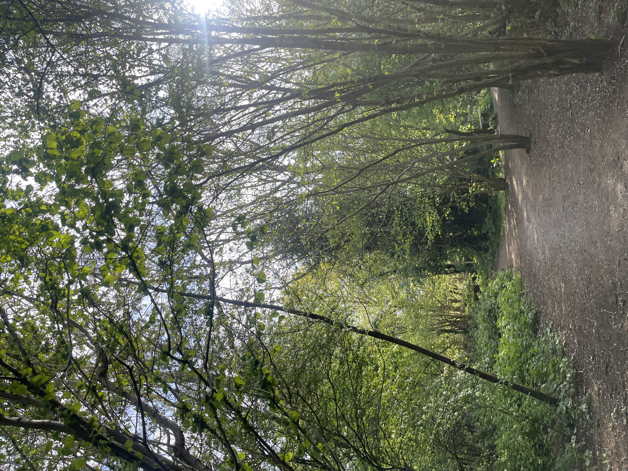 This image captures a tranquil, sun-dappled woodland path located in Maidstone, United Kingdom. The scene features a narrow, unpaved path made of dirt and small gravel, stretching into the distance and flanked on both sides by dense trees and undergrowth.
The primary subjects are the numerous trees and their foliage, which create a natural canopy overhead. Their branches, some appearing somewhat bare and others covered in vibrant, fresh green leaves, intertwine against a bright, clear sky. Strong sunlight filters through the leaves, casting bright rays and dappled shadows across the path and surrounding vegetation. The lush green leaves suggest the season is either spring or early summer. The undergrowth lining the path is also rich in various shades of green.
There are no people or animals visible, giving the scene a serene and undisturbed quality. The activity suggested is walking or hiking along the path. Notable details include the clear, sunny weather and the bright illumination, which indicate it is daytime, possibly morning or late afternoon given the angle of the sun's rays. The overall impression is one of peaceful natural beauty. There is no visible text in the image.