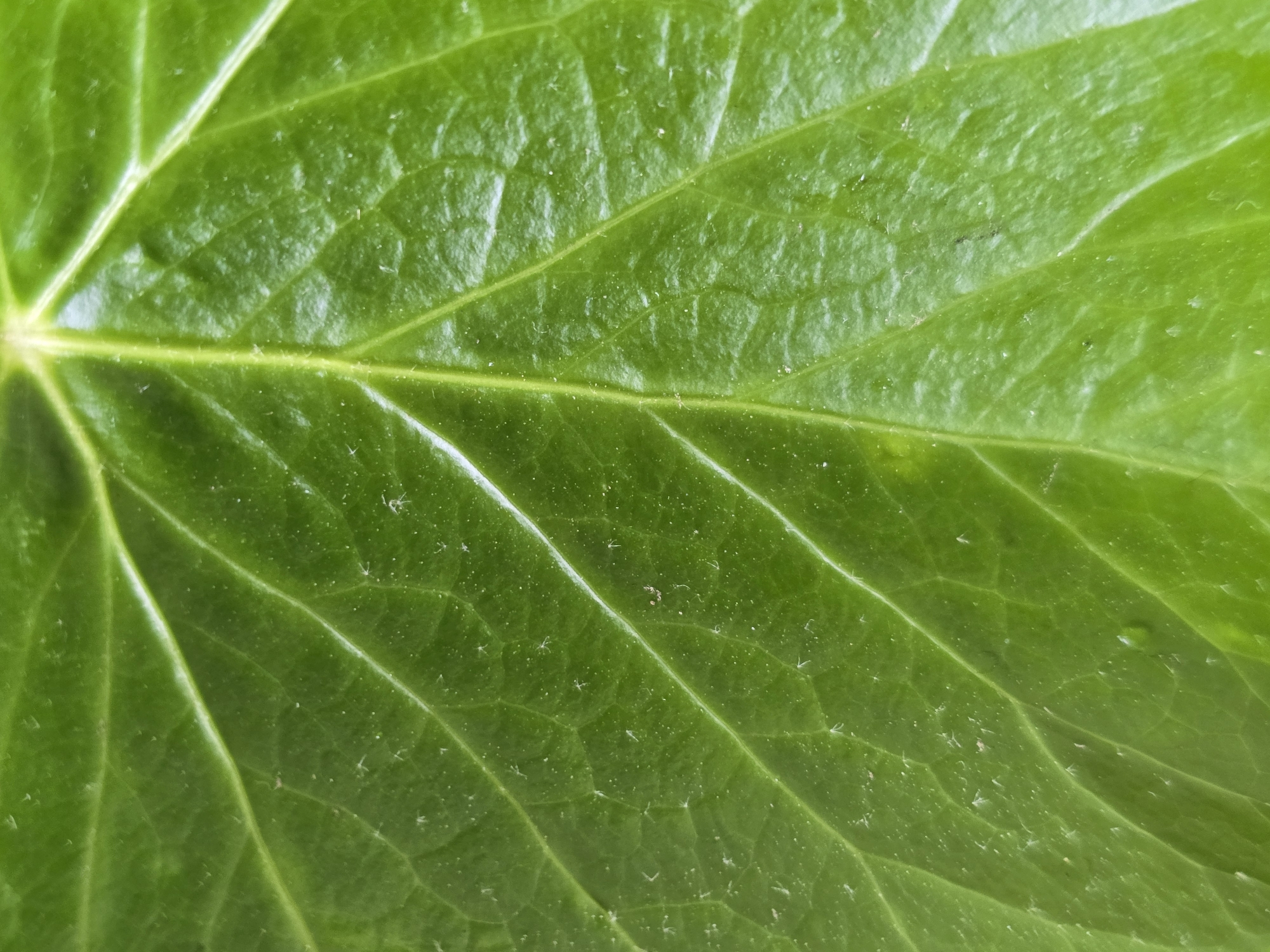 The image shows a close-up of a vibrant green leaf. The leaf's veins are prominently visible, creating a network of lines across the surface. Small, white particles are scattered on the leaf. The location is Unknown, Unknown.