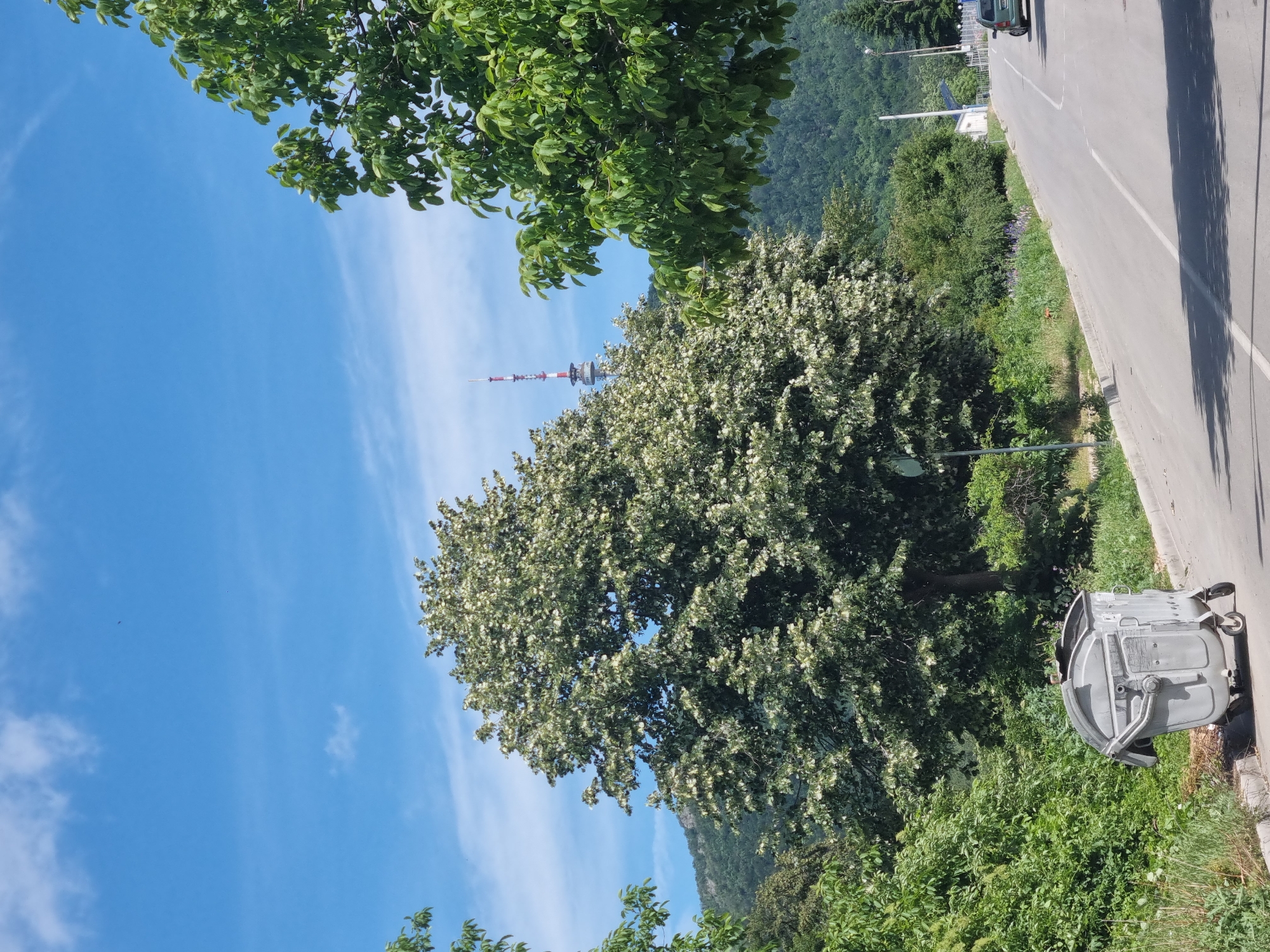 The image captures a view of a street in Belogradchik, Bulgaria. In the foreground, a large, gray dumpster is positioned on the left side of the road. The road itself is paved and curves upwards and to the right. On the right side of the road, a dark-colored car is visible driving away from the viewer.
The background is dominated by lush greenery. A large, mature tree with light-colored blossoms or leaves is prominent in the center, with another tree with dense green foliage on the right. Beyond the trees, rolling hills covered in dense vegetation rise up. In the distance, a tall radio tower with red and white sections stands against a bright blue sky dotted with white clouds. The overall impression is a somewhat rural or suburban street scene on a clear, sunny day.