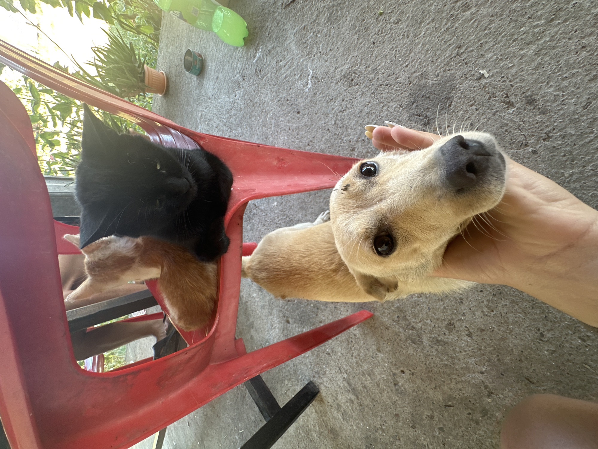A light-colored dog is being held by a person's hand in the foreground, with its head angled upwards. Behind the dog, two kittens, one ginger and one black, are seated on a red plastic chair. The background shows greenery and a concrete surface. The image is framed from a low angle, looking up at the dog and chair. The overall setting appears to be an outdoor, possibly domestic, area. The location of Galiche, Bulgaria, is not discernable from the visual information provided in the image.