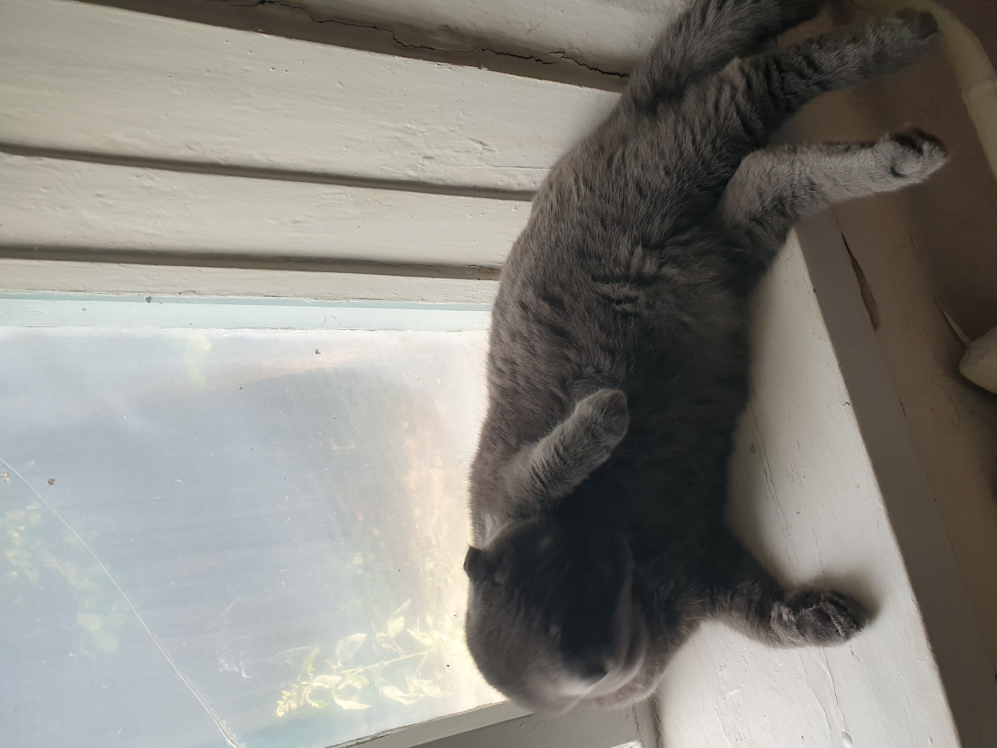 A medium shot shows a grey cat lying on a white windowsill. The cat is curled up and appears to be grooming itself, with one paw extended towards its head. The cat's fur is short and dense. The windowsill is made of painted wood and has some cracks and imperfections. Behind the cat, there is a window with a cracked pane. Outside the window, blurred green foliage is visible. The background wall is also painted white and has vertical grooves. The lighting suggests it is daytime, with light coming from the window. The overall scene appears to be indoors, likely in a residential setting. The image's metadata does not indicate a specific location in Lozovyi Yar, Ukraine, but the presence of a domestic cat in a windowsill setting is common in residential areas globally.