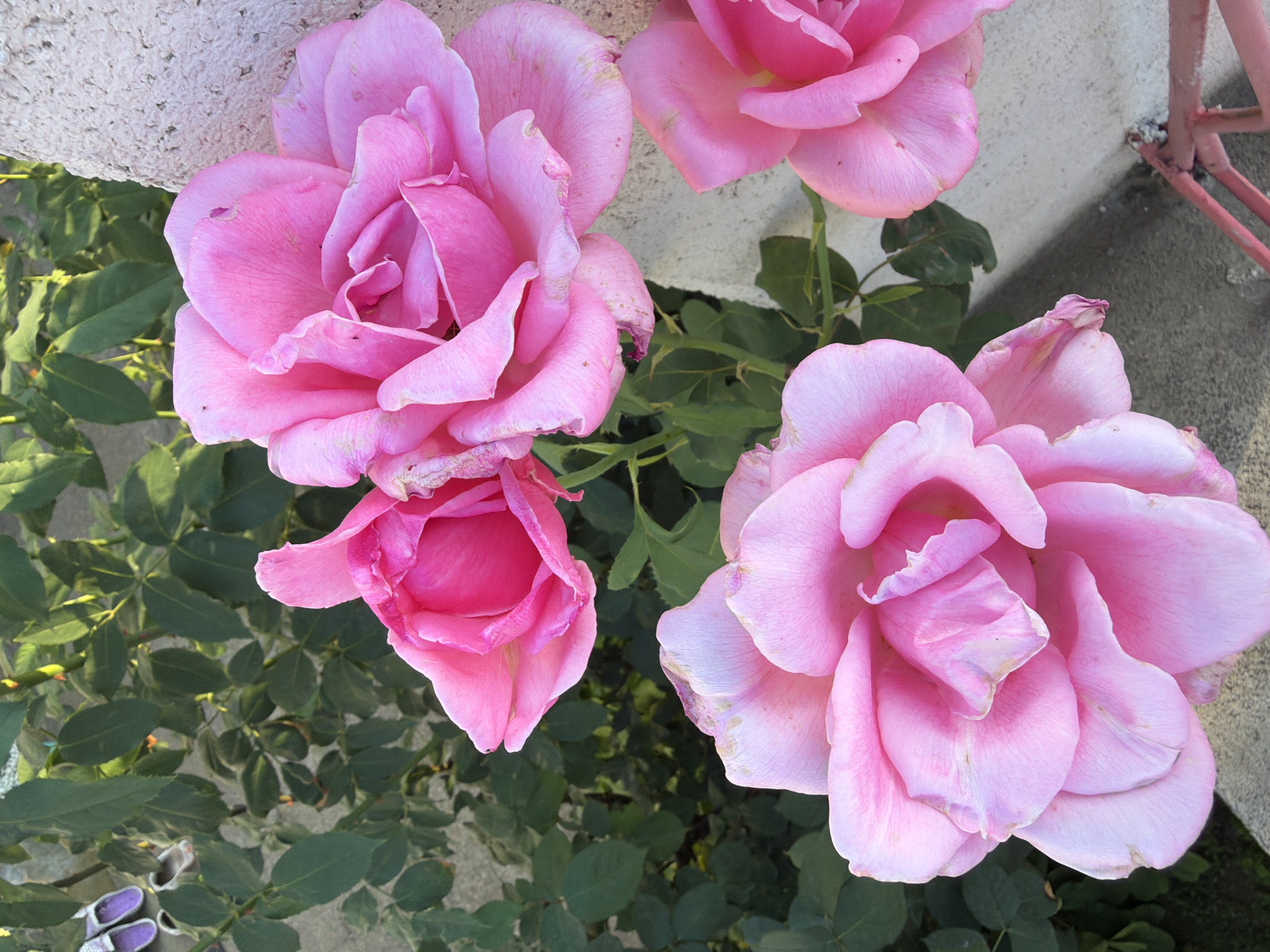 In Pazardzhik, Bulgaria, four pink roses are in full bloom against a backdrop of green foliage and a concrete wall. The roses are close-up, with some petals showing slight wilting and browning edges. In the upper left corner, two pairs of women's shoes, one purple and one beige, are visible on the ground. A pink metal railing is present in the lower right corner. The lighting suggests it is either early morning or late afternoon.