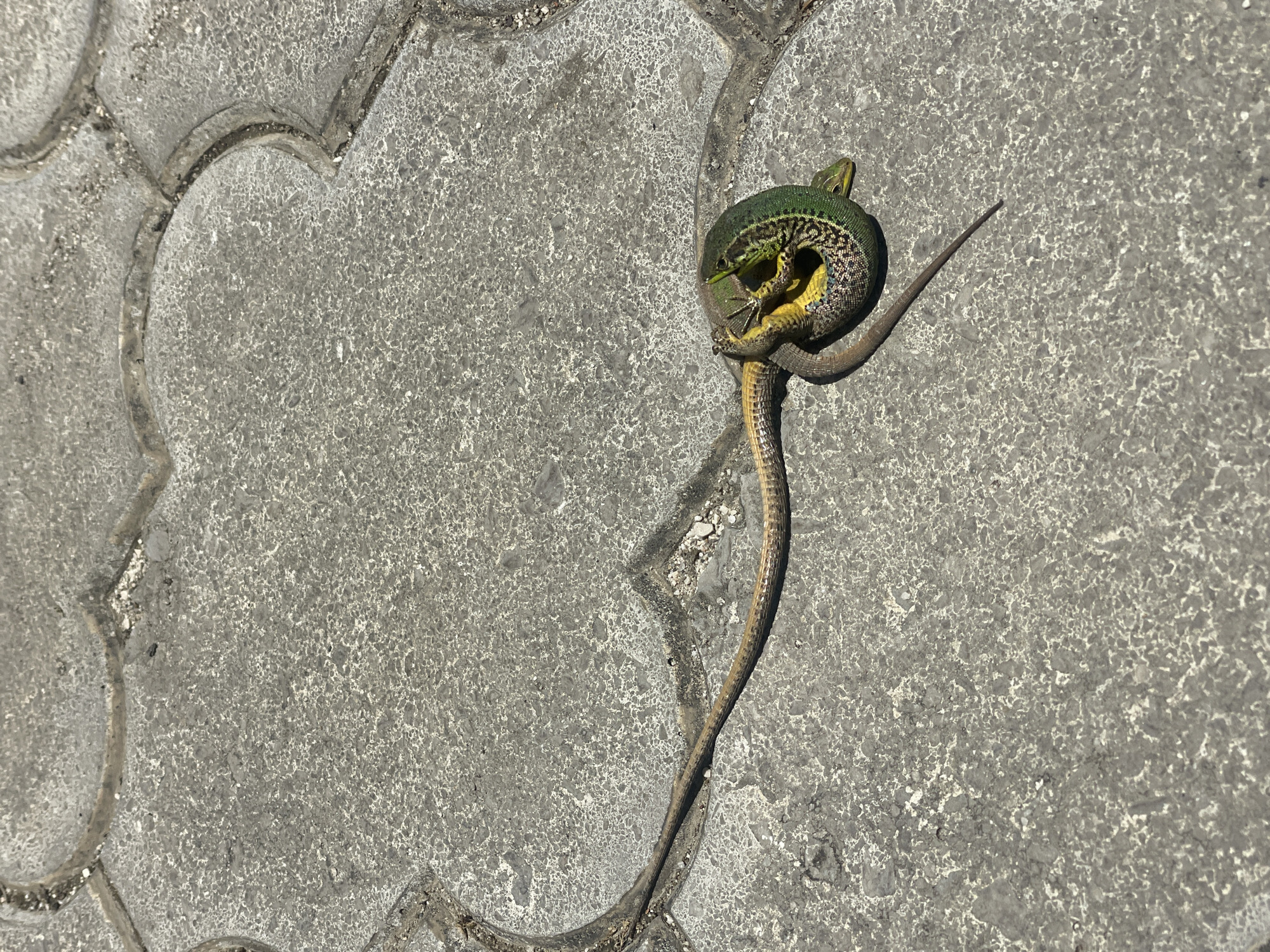 Two lizards are intertwined on a paved surface in Mrčevac, Montenegro. One lizard, predominantly green with yellow and black markings, is coiled around the other, which is primarily brown with a longer tail. The paved surface consists of interlocking concrete blocks with visible seams and small stones. The lighting suggests it is daytime, with shadows cast by the subjects.