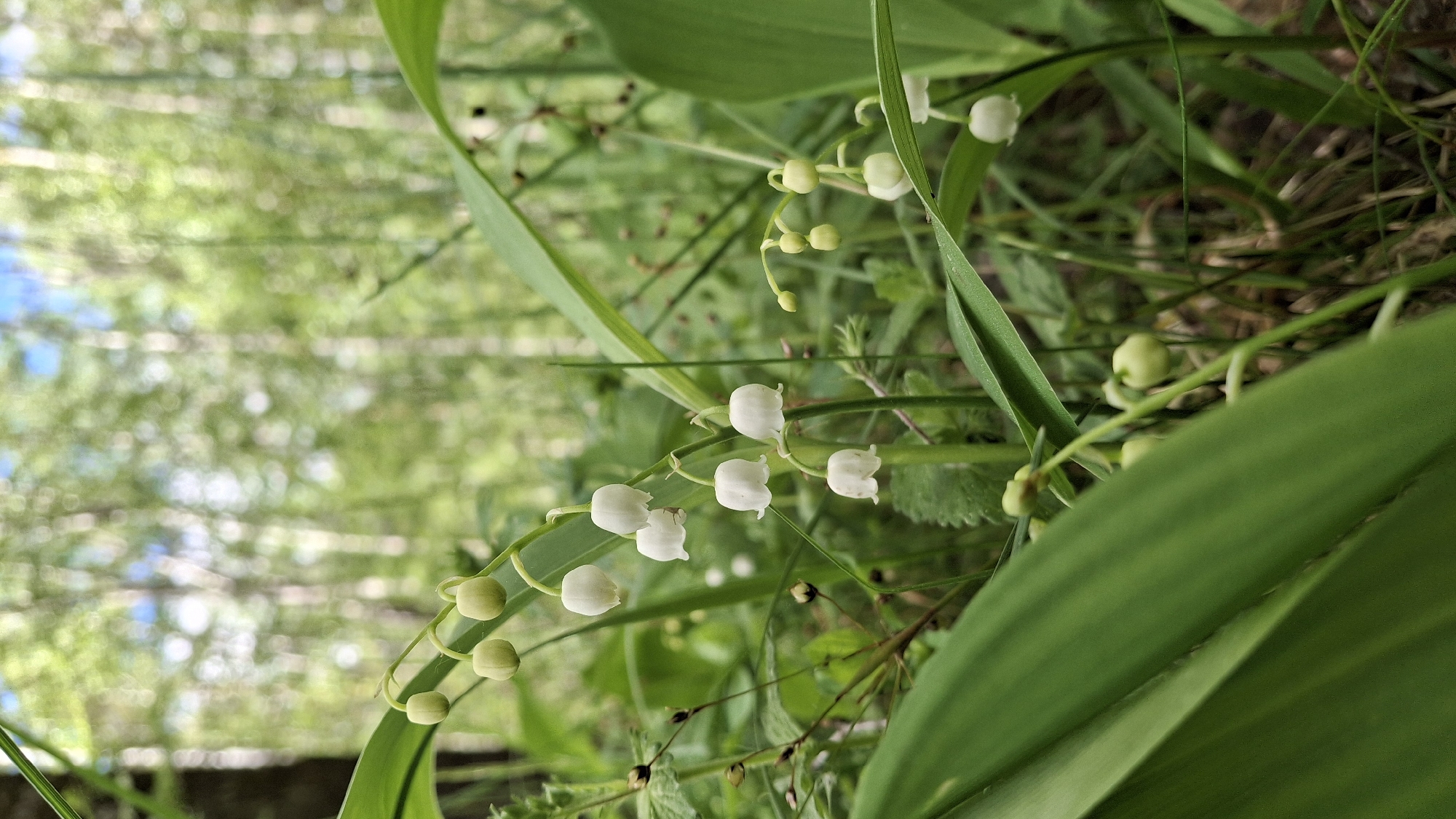 The image shows a patch of lily of the valley flowers growing in a grassy area. Some of the flowers are in bloom, displaying their characteristic white, bell-shaped blossoms, while others are still in bud. The foreground is filled with large, green lily of the valley leaves. The background is blurry, but suggests a forest environment with trees. No people, actions or interactions are visible. The location is presumed to be Innolovo, Russia.