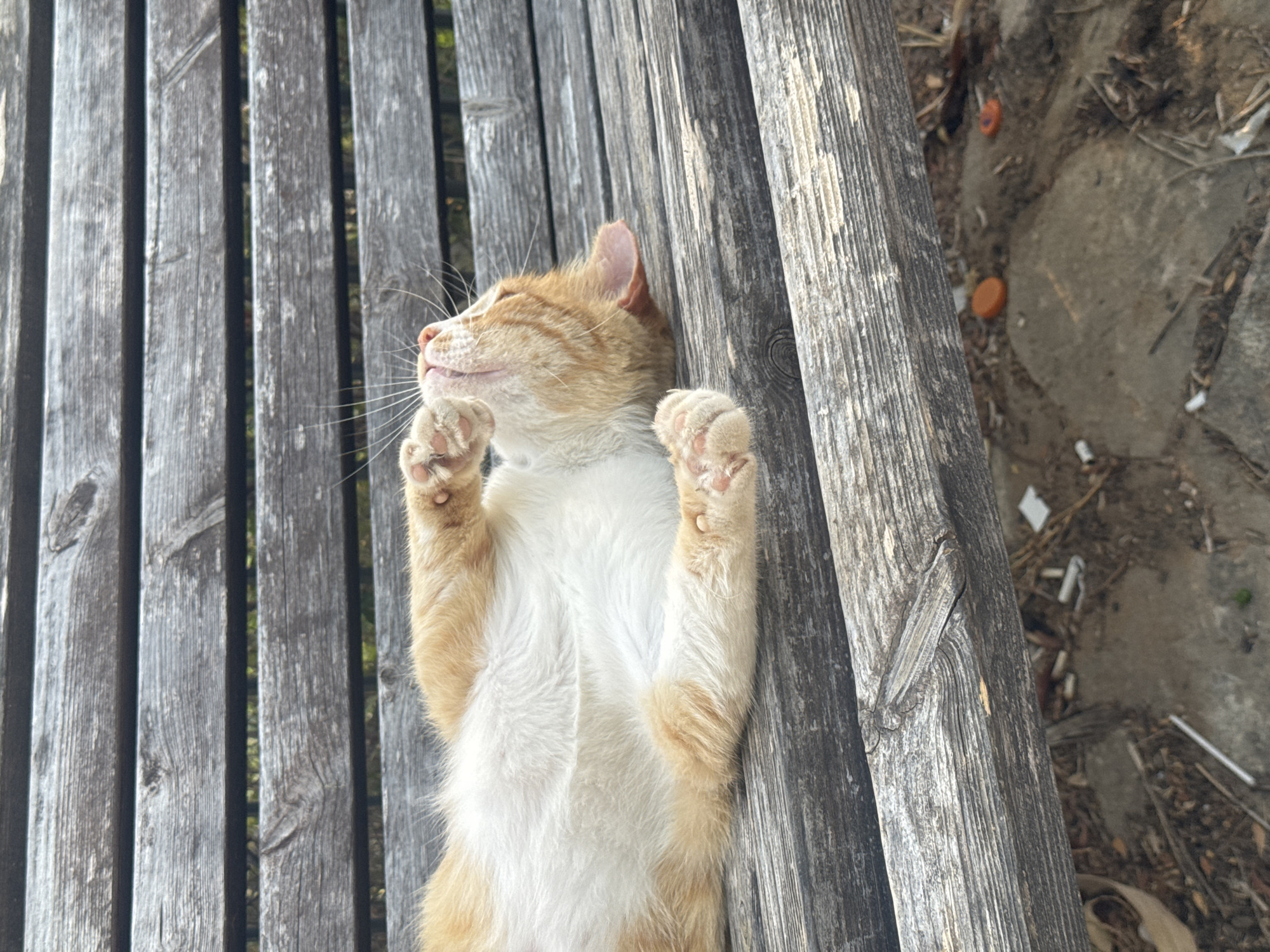 An orange and white cat is lying on its back on a weathered wooden bench, paws in the air. The bench is composed of parallel wooden planks. The ground beneath the bench is a mix of dirt, rocks, and scattered debris including bottle caps and what appear to be small pieces of plastic. The background beyond the bench shows hints of green foliage. The scene is outdoors. This image was taken in Ramat Gan, Israel.