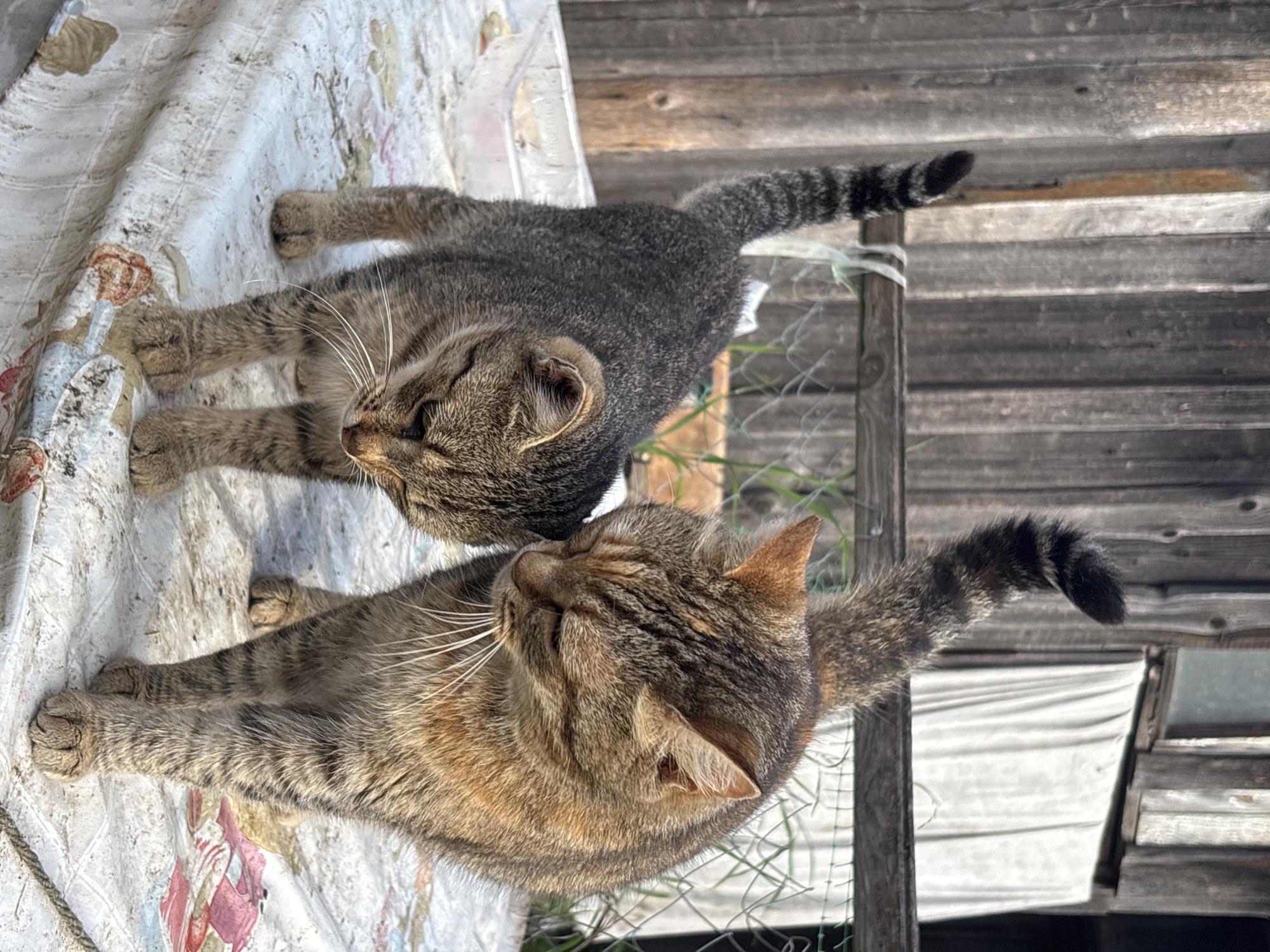 Two domestic cats, one larger and one smaller, stand on a table covered with a patterned tablecloth. The larger cat, in the foreground, is a tabby with brown, black, and orange markings. It is looking down with its eyes partially closed. The smaller cat, to the left, is also a tabby with similar markings and is also looking down. Both cats have their tails held high. The background consists of a weathered wooden fence and some greenery. The overall scene appears to be outdoors in a rustic setting, possibly a backyard or yard area.
