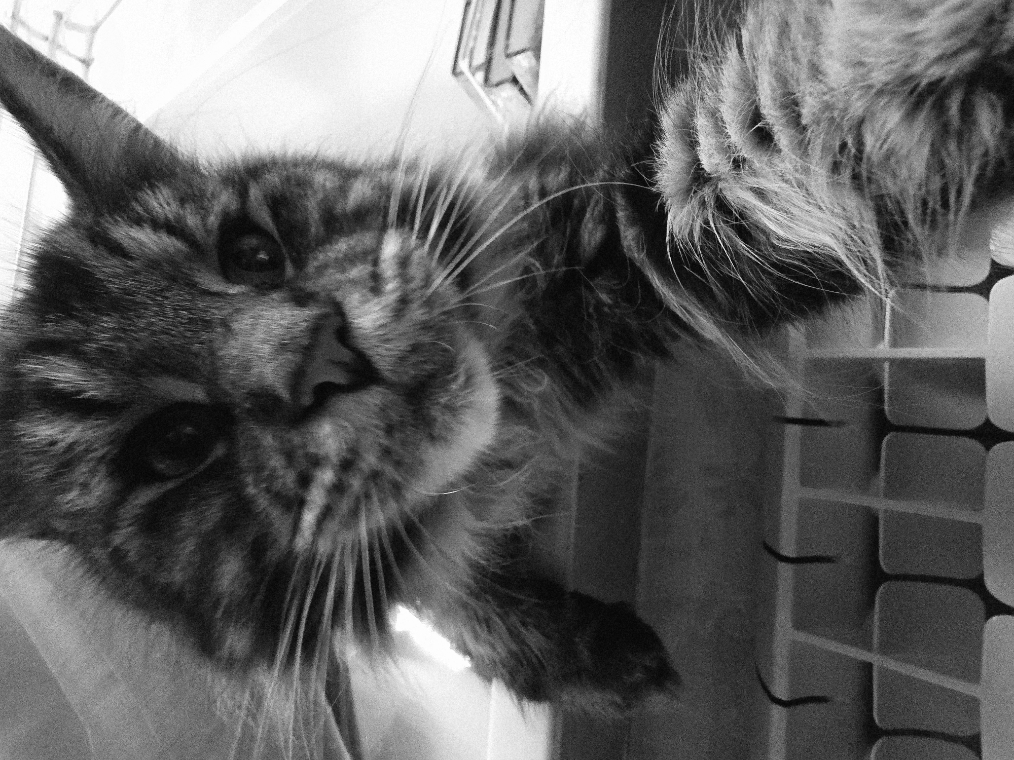 The black and white, close-up photograph shows a domestic cat's face and paw. The cat's fur is striped and appears to be long-haired. The cat is looking directly at the camera with its eyes partially closed and its mouth slightly open. Its right paw is extended forward, resting on a keyboard. The background is out of focus, but suggests an indoor environment, possibly a desk with books. The image does not contain any recognizable landmarks or features specific to Krasnoyarsk, Russia.