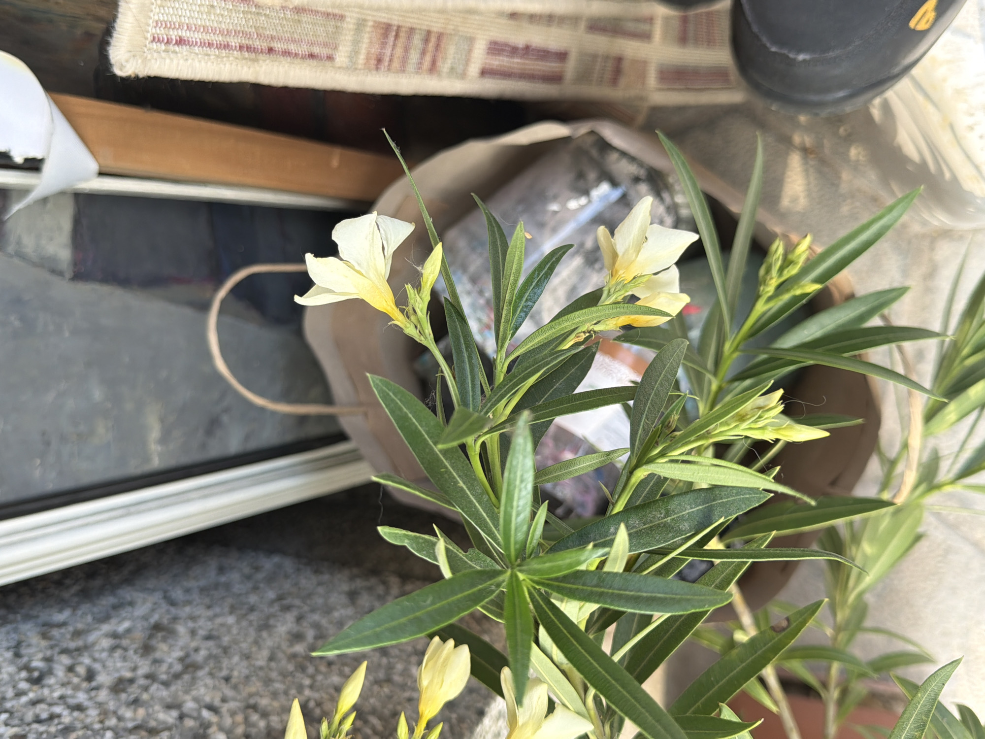 The image depicts a close-up view of a flowering plant with long, slender green leaves and delicate white and yellow blossoms. The plant is in focus, with its branches and foliage extending across the frame. In the background, several objects are partially visible, including a brown paper bag with a curved handle, a piece of fabric with a striped pattern, and what appears to be a dark-colored shoe or boot. A grey, textured surface, possibly a wall or stone, is seen to the left of the plant. The overall lighting suggests an outdoor or well-lit indoor environment. No people or specific activities are discernible. The location is identified as Svilengrad, Bulgaria, though the image itself does not provide any visual cues to confirm this specific geographical context.