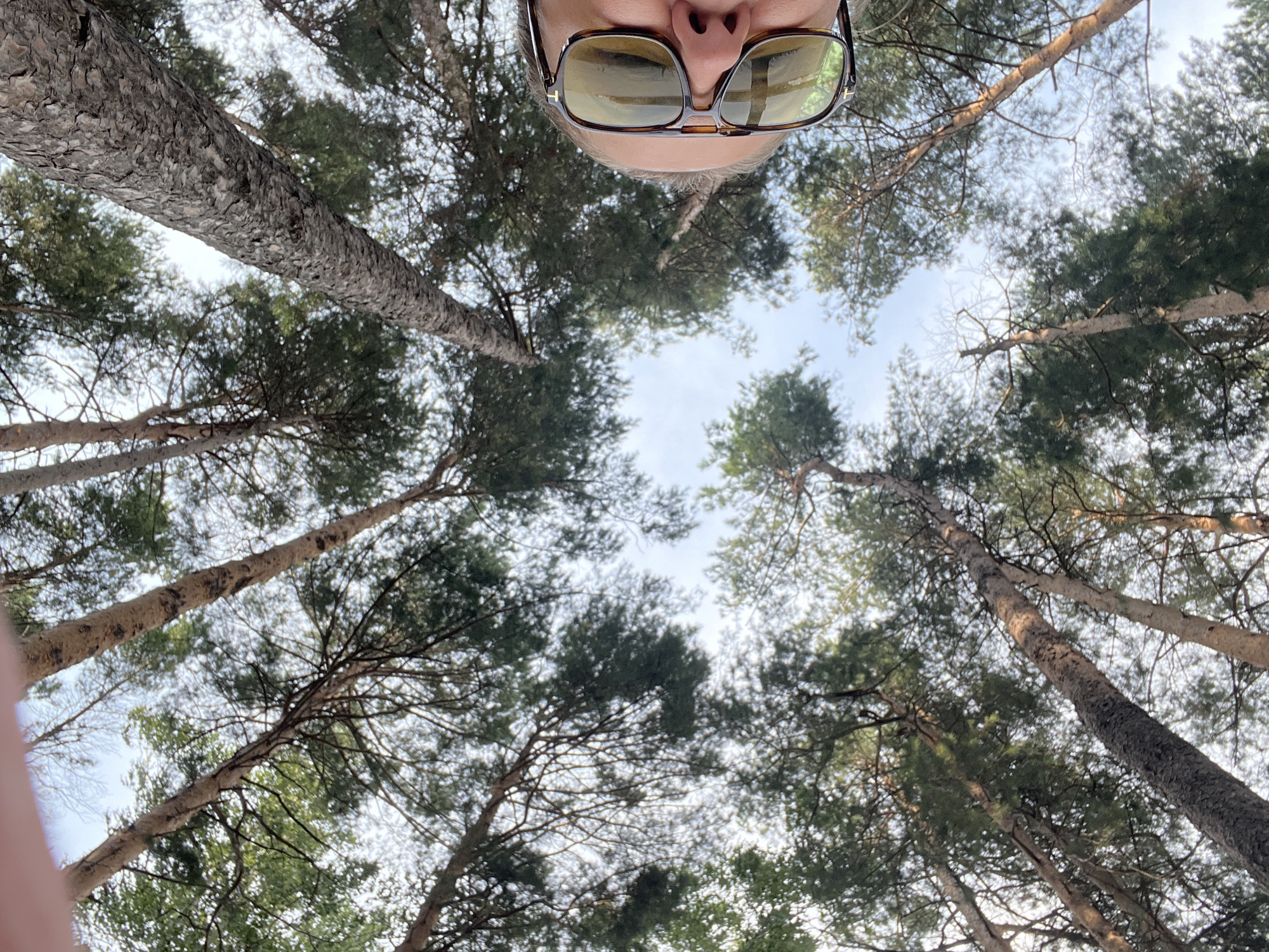 An extreme low-angle shot looks up through a forest of tall pine trees towards a clear blue sky. In the bottom right corner, a person's face, wearing brown tortoise-shell sunglasses, is visible. The person's head is tilted back, and they appear to be looking up at the trees. The scene is likely in a park or forest area within the city of Chaikovsky, Russia, given the prominent pine trees and the type of outdoor setting.