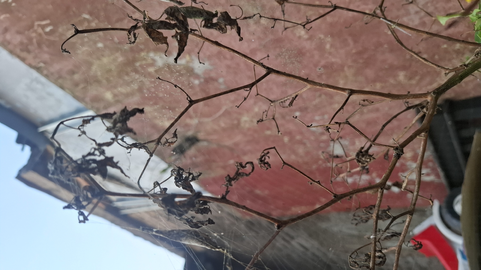In the city of Cibinong Hilir, Indonesia, a close-up shot captures dry, withered plant stems covered in delicate spiderwebs against a weathered, reddish-pink wall and a pale blue sky. The plant material is brown and brittle, with some leaves still attached but curled and desiccated. Fine, almost invisible strands of spider silk are stretched across the scene, catching the light and creating a misty effect. In the lower left portion of the frame, out of focus, is a glimpse of a red and white object, possibly part of a toy or garden equipment, along with a dark railing. The overall impression is one of decay and neglect, with nature's intricate web-building taking center stage in an urban backdrop.