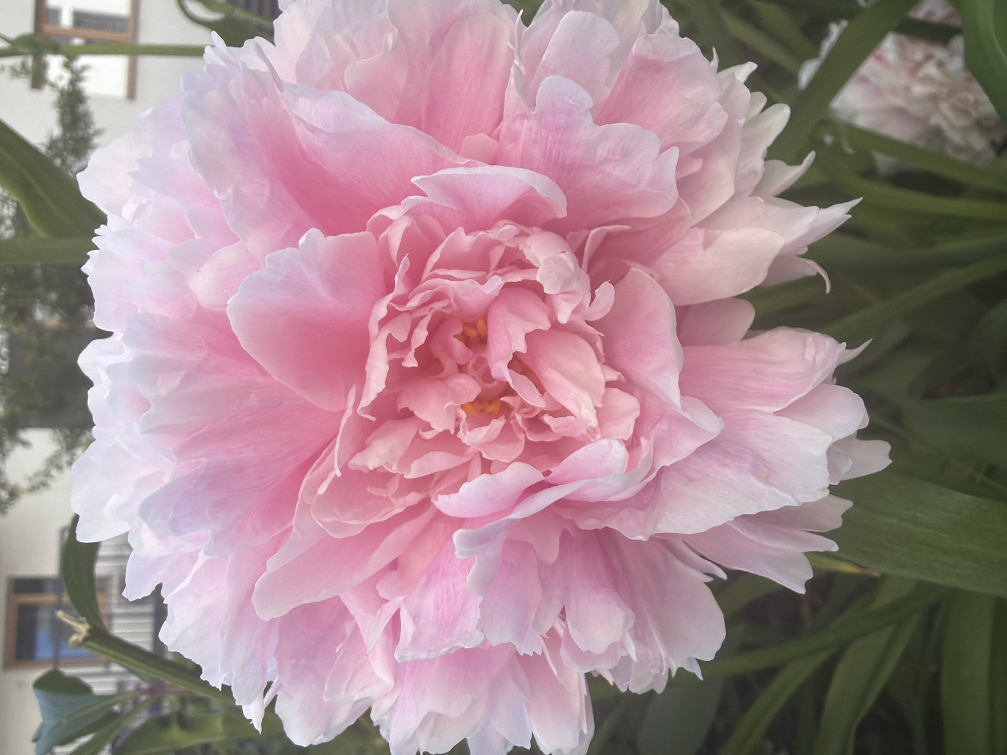 A close-up shot captures a large, pale pink peony bloom with ruffled petals. The flower fills most of the frame, with hints of green foliage and a blurred background suggesting an outdoor setting. In the background, a portion of a building with windows and a door is visible, along with some trees and a fence. The lighting suggests it is daytime. The overall scene is serene and natural.