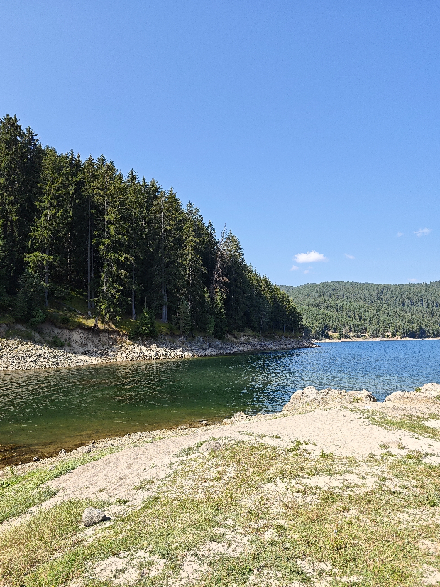 The image depicts a serene natural landscape at the Dospat Dam in Dospat, Bulgaria. A clear blue sky stretches across the upper portion of the frame, with a single white cloud visible in the distance. The foreground features a sandy embankment with sparse green grass and a few scattered rocks. This sandy area slopes down towards the water.
The left side of the image is dominated by a dense forest of tall, dark green coniferous trees. The trees grow on a steep, rocky incline that borders the water. The forest appears lush and untamed.
The water is a prominent feature, with a section near the shore exhibiting a greenish hue, suggesting shallow water or the presence of aquatic plants. Further out, the water transitions to a deeper blue, indicating a larger body of water. The surface of the lake is calm, with subtle ripples visible.
In the distance, rolling hills covered in a similar dense coniferous forest frame the far side of the lake. The overall impression is one of natural beauty and tranquility, characteristic of a mountain reservoir. There are no people or man-made structures visible in the image, emphasizing the wild and untouched nature of the scene.