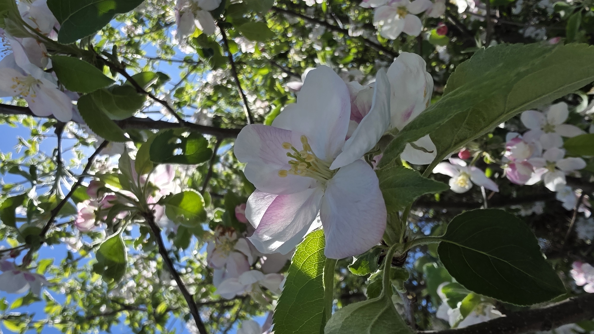 The image shows a close-up view of apple blossoms in bloom, likely in Blagoevgrad, Bulgaria. The flowers are predominantly white with a pink tinge on some petals. Green leaves are visible among the blossoms. The background is a mix of blue sky and blurred foliage. The lighting suggests a sunny day. The shot is taken from a low angle, looking up into the tree. No people are visible.