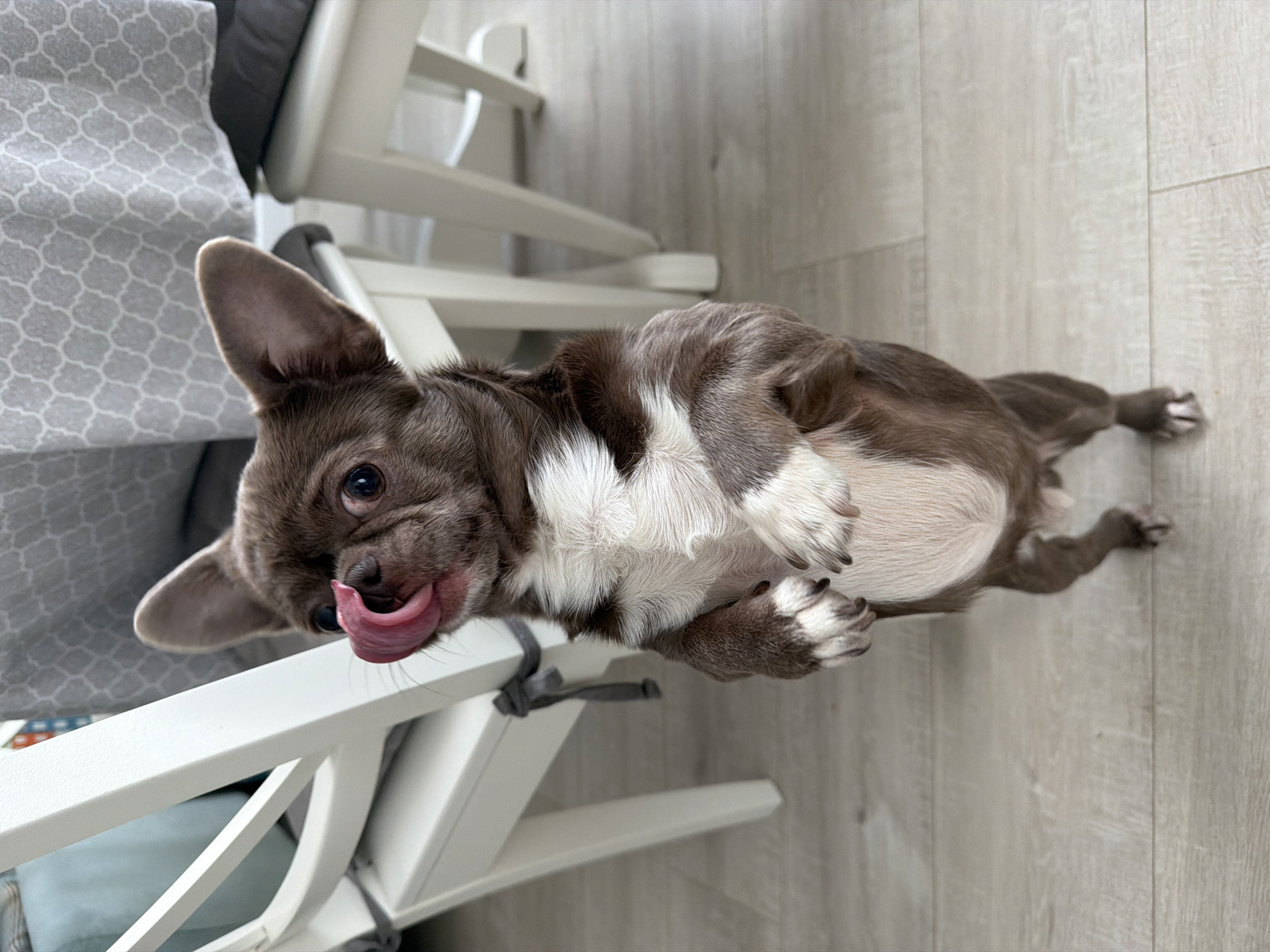 A brown and white Chihuahua dog is lying on its back on a light grey wood floor next to a white chair. The dog is sticking its tongue out. Part of the chair is visible behind the dog, and a cushioned seat is visible behind the chair. The location is unknown and can not be determined from the image.