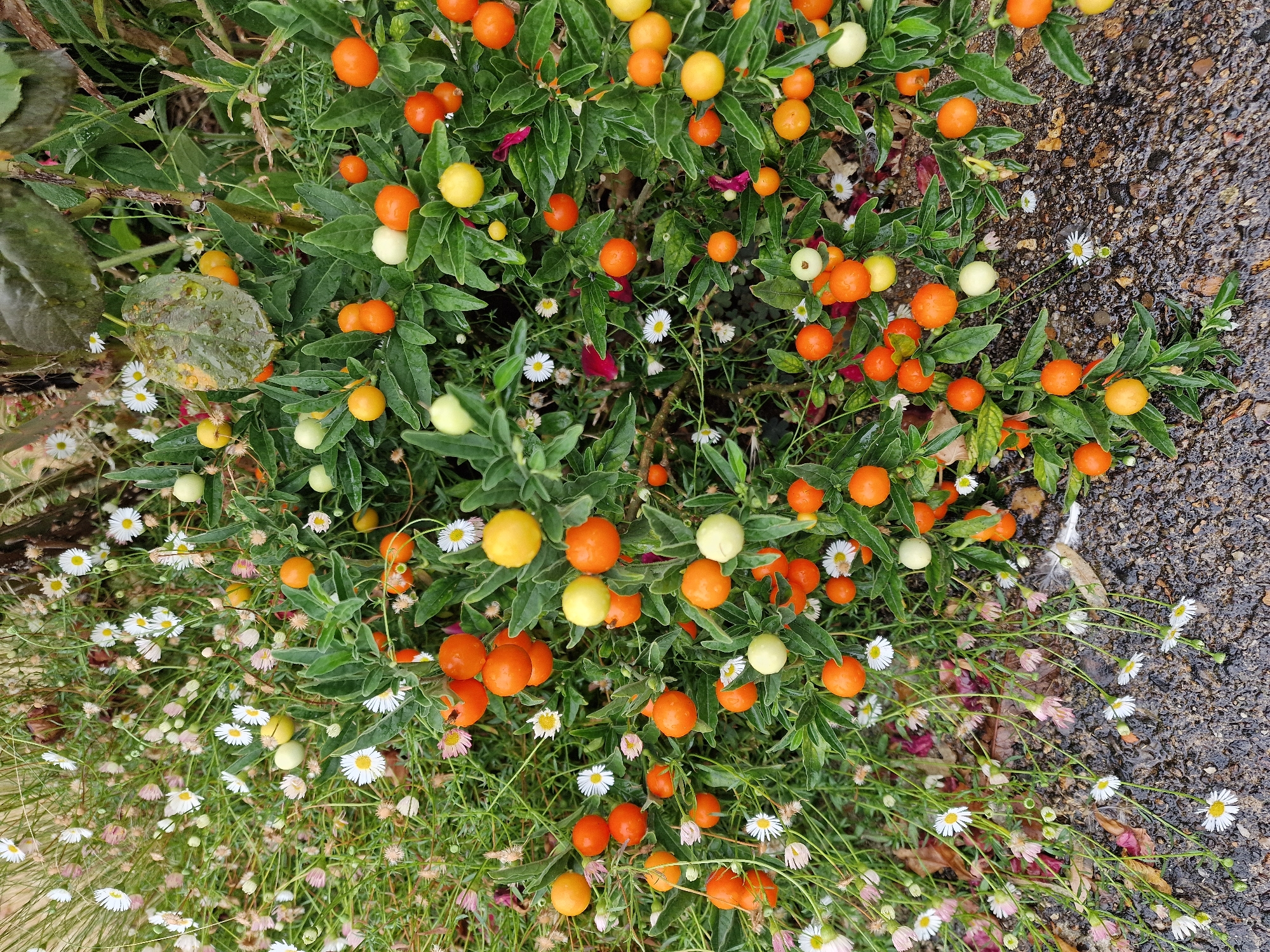 The image shows a close-up view of a plant with green leaves and numerous small, round berries. The berries are of varying colors, including orange, yellow, and pale green. Some of the berries are ripe and bright orange, while others are still developing and appear yellow or green. Interspersed among the berries are small white flowers with yellow centers, which appear to be daisies. The plant is growing in a natural environment, with some fallen leaves and debris on the ground around it. The ground appears to be wet, possibly from recent rain, and has a textured, gravelly appearance. The scene is set outdoors, likely in a garden or park. There are no people or animals visible in the image. The lighting suggests it is daytime.