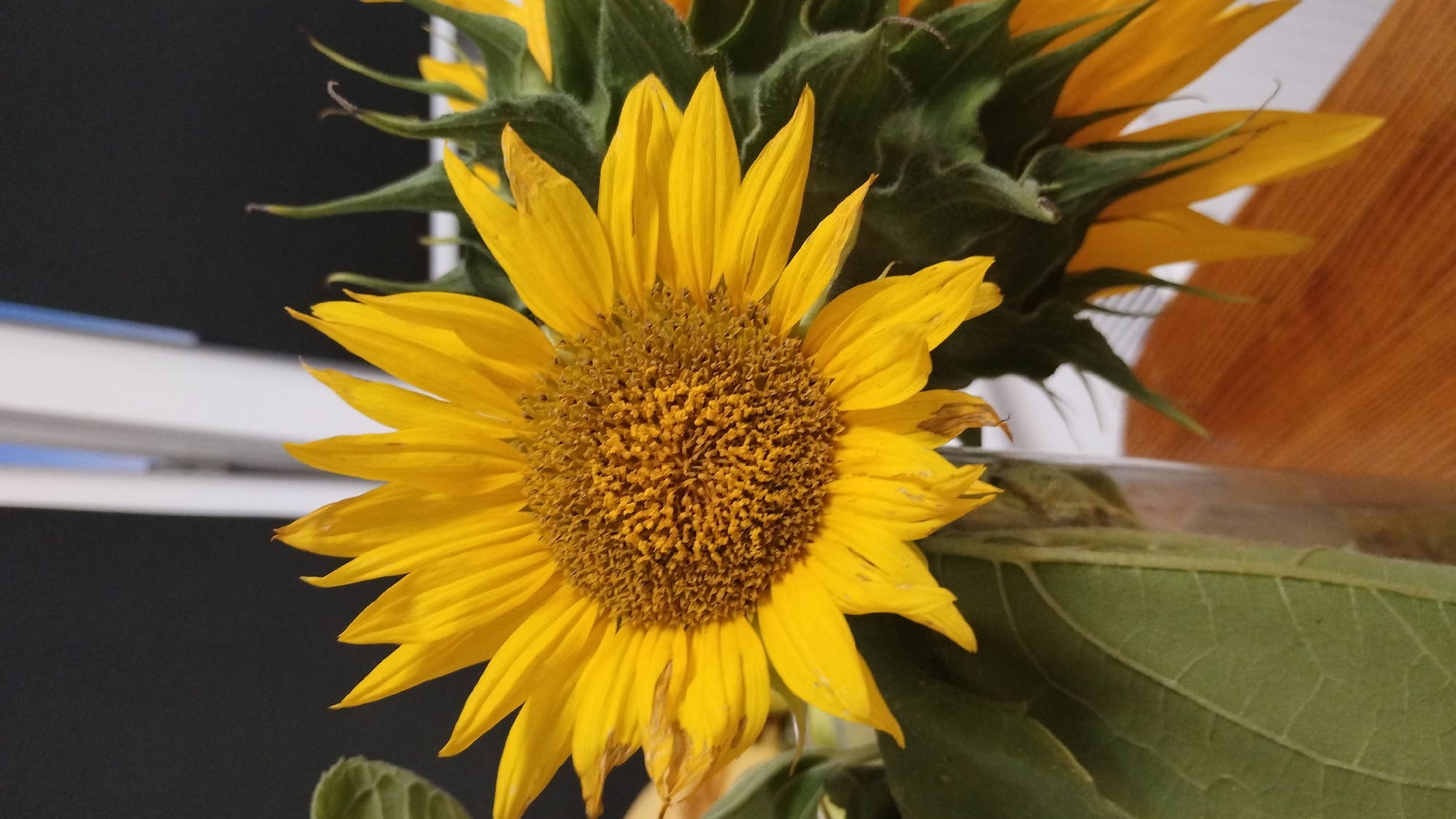 A close-up vertical shot shows a vibrant yellow sunflower in a vase. The sunflower is in full bloom, with its petals fanned out and its dark brown center clearly visible. The flower is positioned slightly to the left of the frame, with its stem obscured by the vase. To the right and behind the main sunflower, the green, fuzzy buds and stems of other sunflowers are visible, with some of their yellow petals peeking through. A large, green leaf extends from the left side of the frame, its textured surface illuminated by light. The background is divided horizontally. The upper portion is a dark, blurred mass, likely a wall, contrasted by a vertical white object, possibly a window frame or door, with a sliver of light blue visible. The lower portion of the background is a warm, wooden surface, likely a table, with a subtle wood grain pattern. The overall lighting appears to be natural and soft, highlighting the textures and colors of the flowers and leaves. The image is in focus on the sunflower, with the background softly blurred, creating a sense of depth.