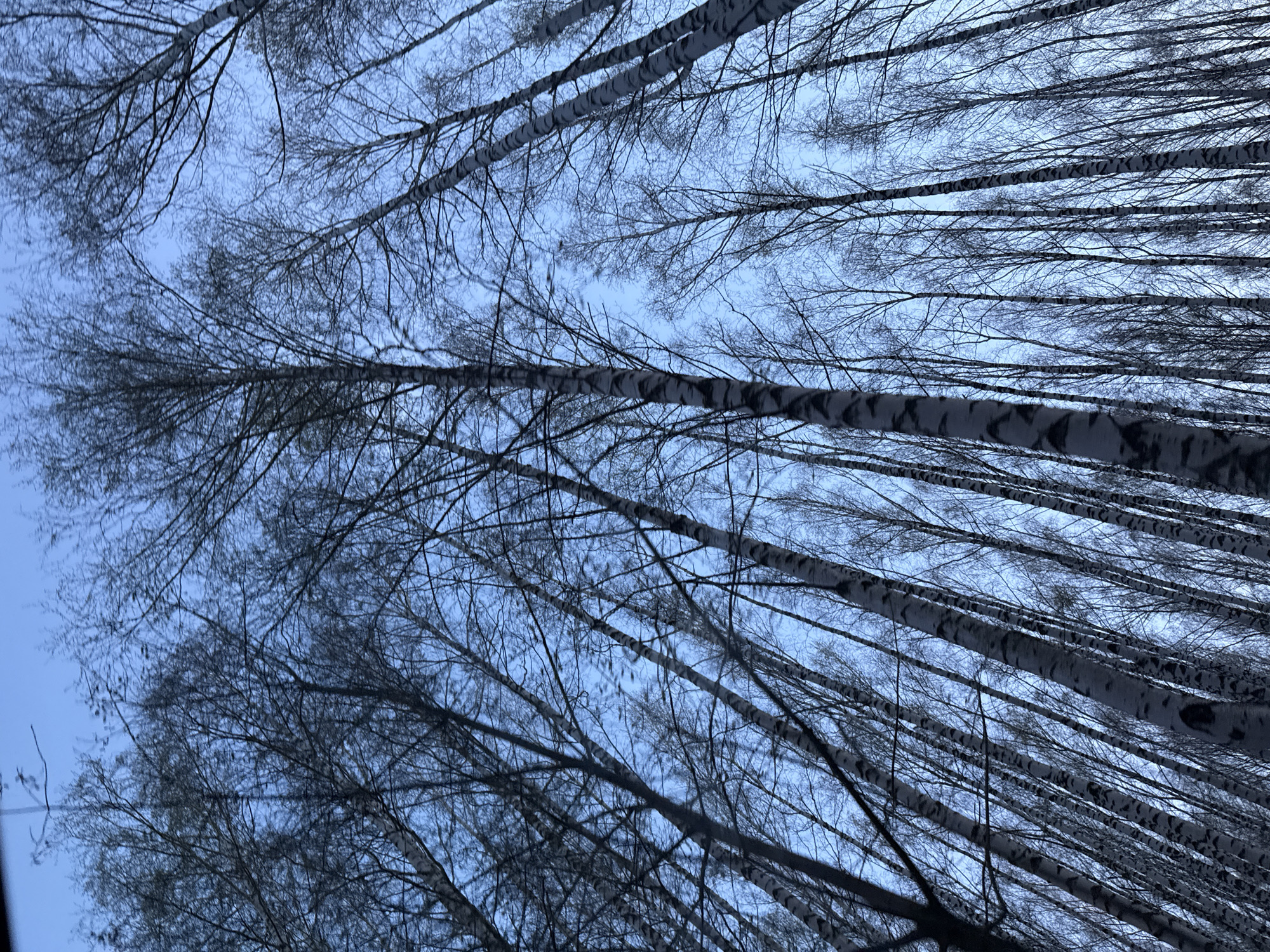 The image shows a view looking upwards through a dense group of birch trees with bare branches against a light blue sky. The characteristic white bark with black markings of the birch trees is visible. It's an overcast day with soft, diffused light. The specific location in Chaikovsky, Russia is not identifiable from the image alone.