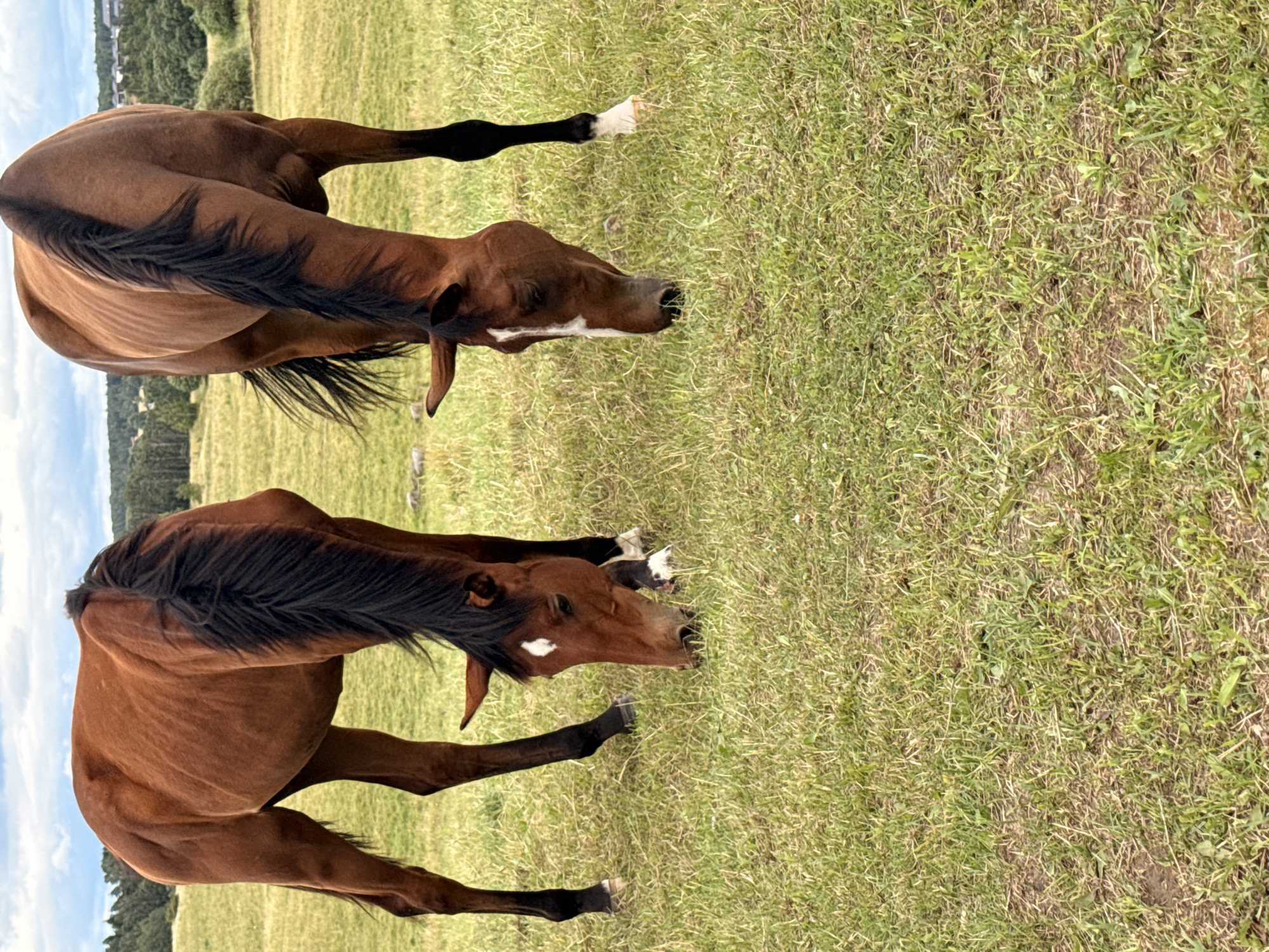 Two brown horses are grazing in a grassy field. The horse on the left is closer to the viewer and is facing to the right, with its head down. It has a white marking on its forehead. The horse on the right is further away and is facing to the left, also with its head down. It has a white marking down its nose. Both horses have black manes and tails. The field is green with patches of brown earth. In the background, there are trees and some buildings, suggesting a rural or semi-rural setting. The sky is partly cloudy. This scene is consistent with the landscape found in or around Galinė, Lithuania, which is known for its agricultural and natural scenery.