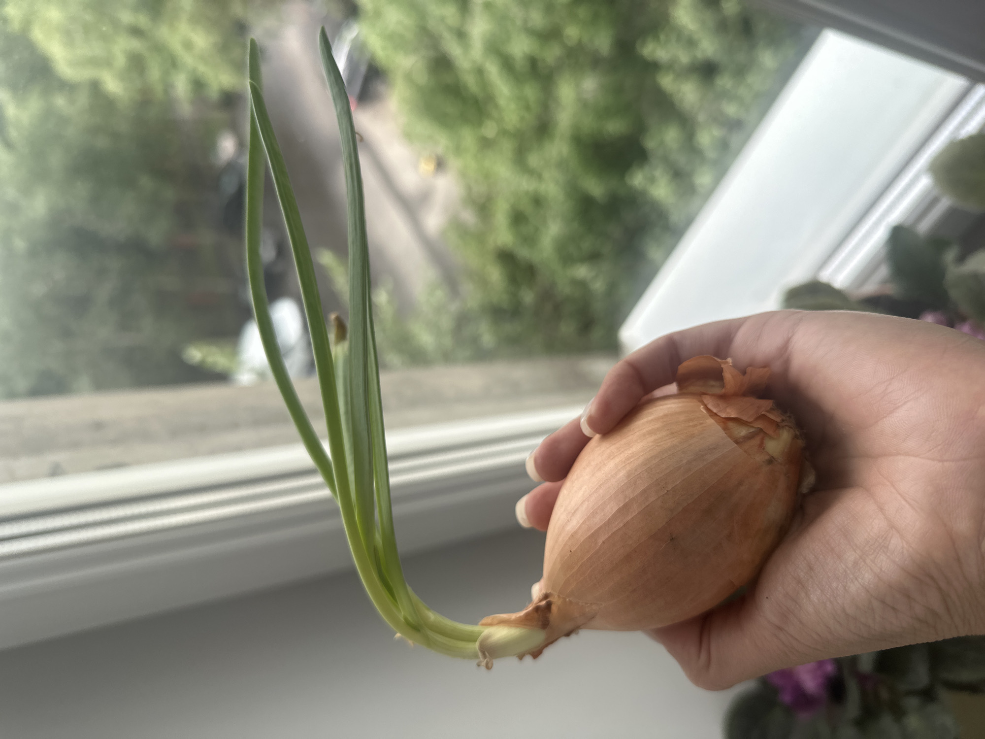A person's hand is holding a sprouting onion near a window. The onion is light brown and has several green sprouts emerging from the top. The hand has manicured fingernails. Outside the window, lush green trees and a road with cars can be seen, suggesting an outdoor or semi-urban environment. The window frame is white and appears to be indoors, possibly in an apartment or house in Khimki, Russia.