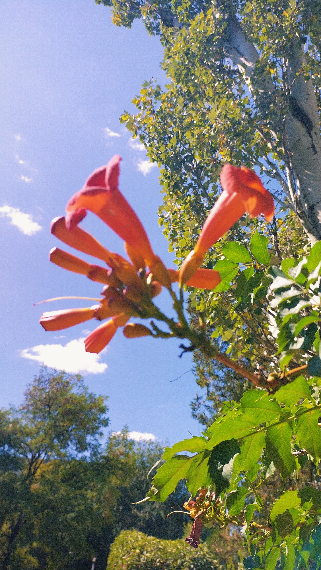The image shows a close-up, low-angle view of orange trumpet-shaped flowers against a bright blue sky with scattered white clouds. A large tree with pale bark and green leaves is visible on the right side of the frame. The flowers appear to be part of a vine, with green leaves and stems also present in the foreground and mid-ground. The background consists of more trees and foliage, suggesting an outdoor park or garden setting. The location is identified as Horishni Plavni, Ukraine. There are no people or animals visible in the image.