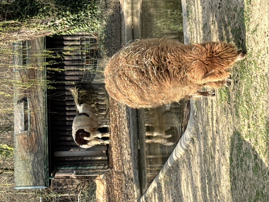 This image captures an animal enclosure, identifiable as part of the City of Zagreb, Croatia, likely within the Zagreb Zoo in Maksimir Park. In the immediate foreground, a reddish-brown llama, covered in dense, shaggy wool interspersed with hay remnants, stands with its head lowered, grazing on a patch of sparse green grass. Behind this animal, a narrow, still body of water, possibly a pond or trough, runs horizontally across the frame, featuring a light-colored concrete or stone edge. The water reflects elements from the background. In the mid-ground, a second llama, predominantly white with a distinct dark brown patch on its rear, is positioned within a fenced area. This animal is observed with its head extended to the right, actively consuming hay from a feeder attached to a wooden structure. The structure serves as a shelter, characterized by vertical log or plank walls and a dark green, weathered roof that includes a skylight. Surrounding the enclosure are various trees, some with bare branches and others, particularly on the right, heavily covered in green ivy. Weeping foliage is visible hanging from an unseen tree branch above the right side of the shelter. The ground throughout the visible area is a mix of dry earth and scattered patches of green grass. The scene is illuminated by natural daylight.