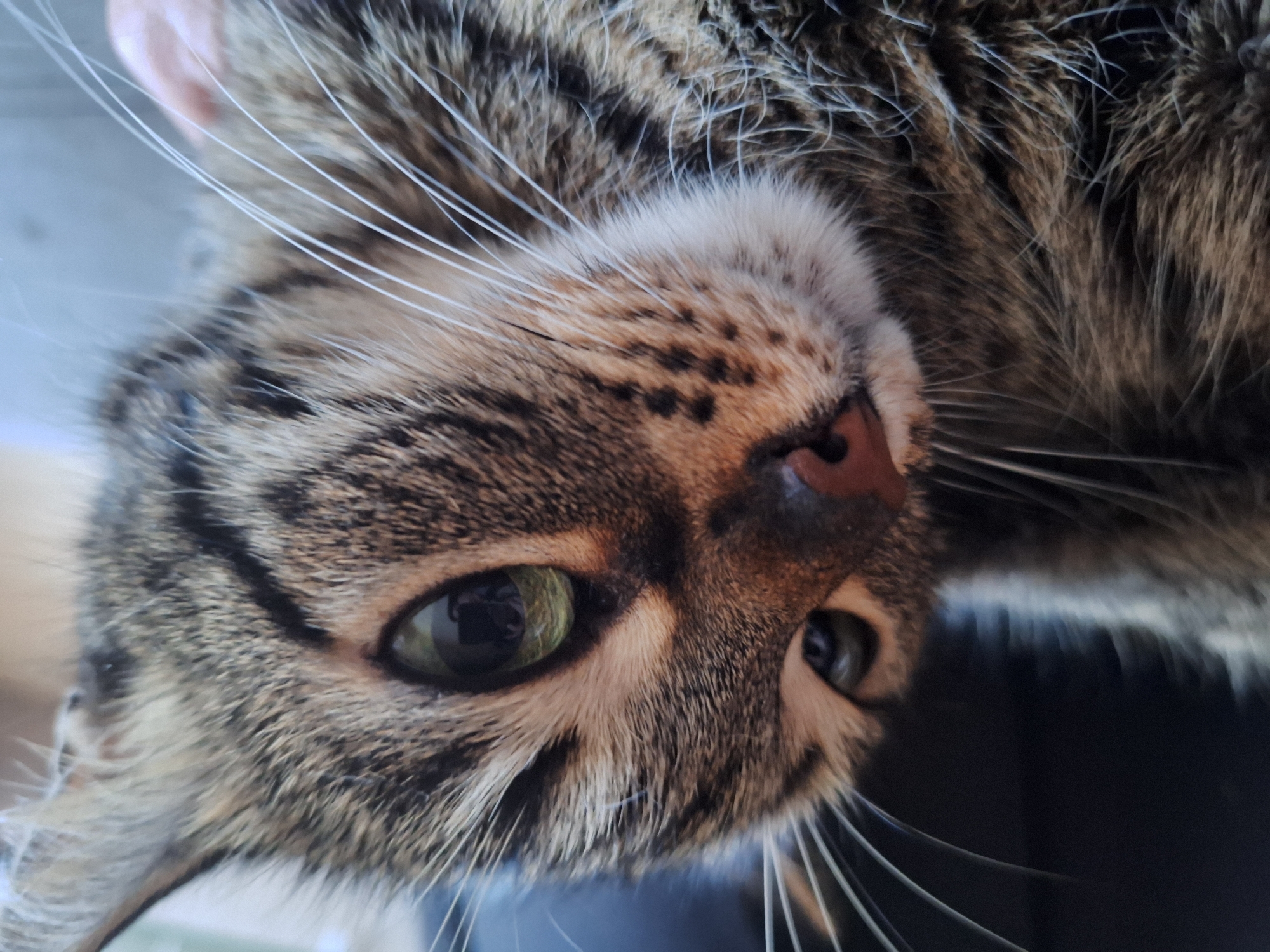 A close-up, low-angle shot shows the head of a tabby cat. The cat has green eyes, a pink nose, and white whiskers. Its fur is a mix of brown, black, and tan stripes. The location is Unknown, Unknown. No other people, objects, or actions are visible. The environment is undefined beyond the immediate vicinity of the cat's head.