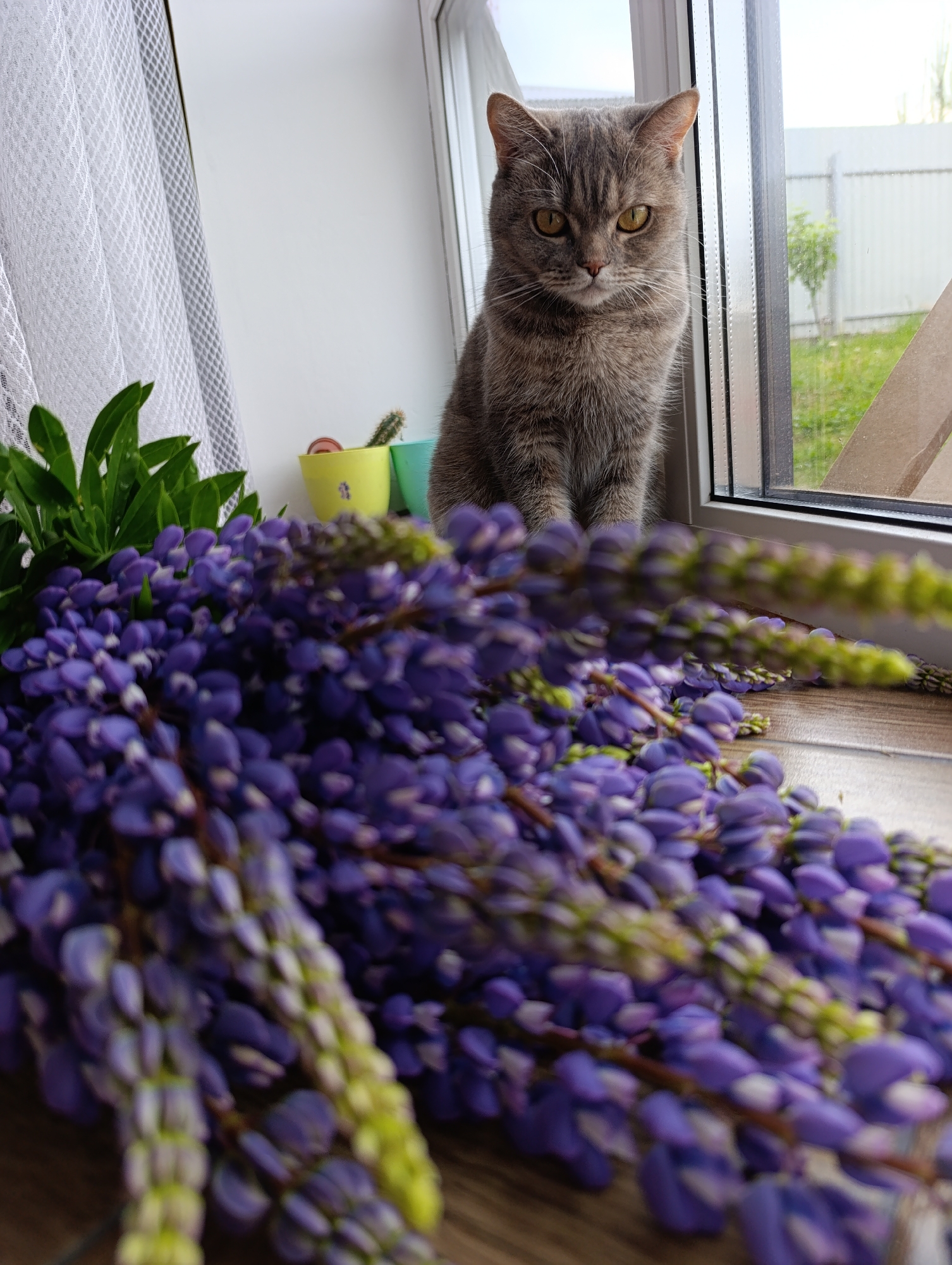 The image shows a gray cat with yellow eyes sitting on a windowsill next to a large bouquet of purple lupine flowers. The window looks out onto a fenced yard with green grass. Inside, a white curtain hangs to the left, and two small potted cacti are visible on the windowsill. The scene is likely indoors, in a residential setting. The city of Chaikovsky, Russia, cannot be confirmed from the visual information provided.