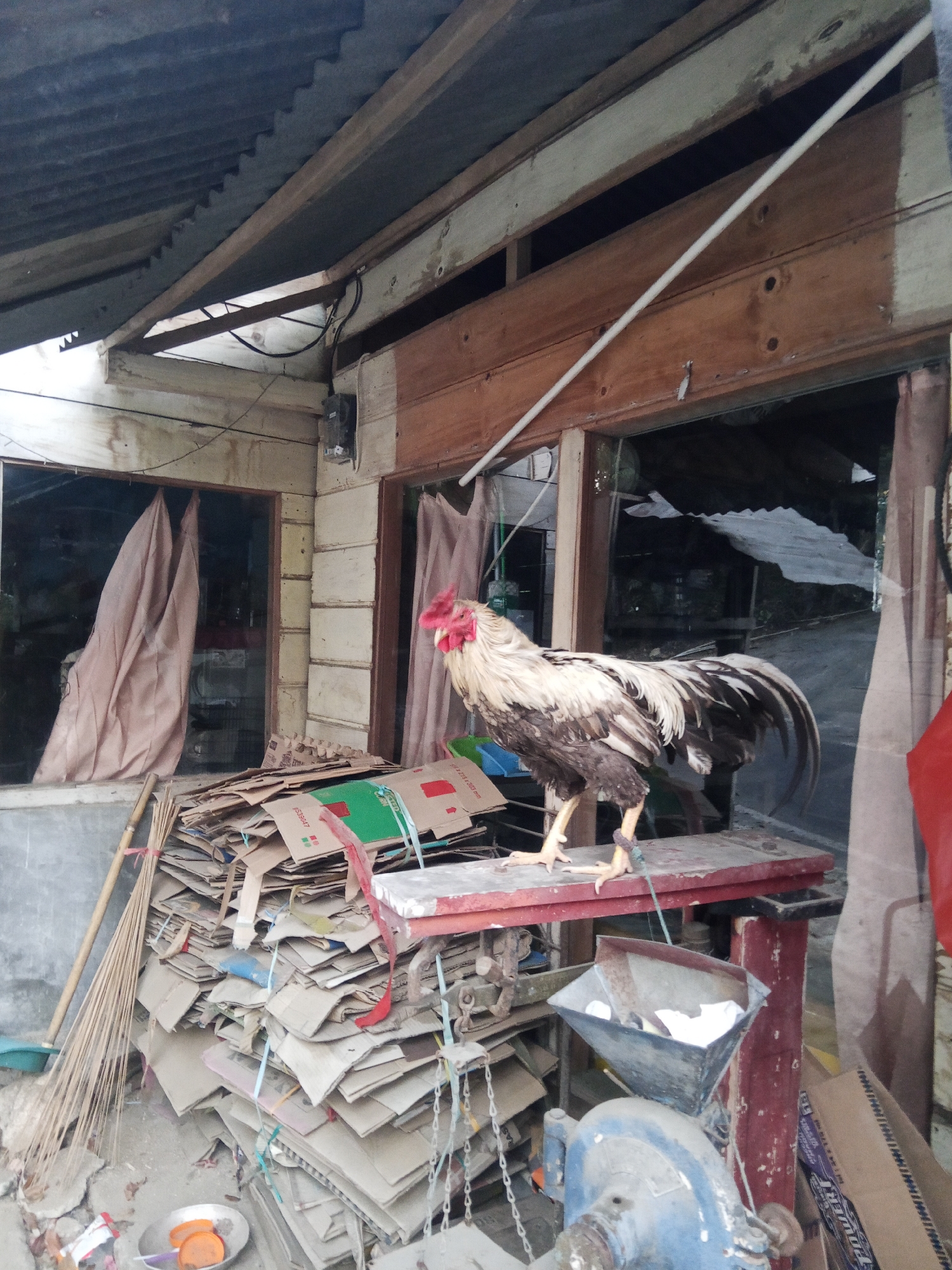 A rooster stands on a table made of a red metal frame with a wooden top. The rooster has white and brown feathers and yellow legs. The table is situated in front of a building with a corrugated metal roof and wooden walls. A large pile of flattened cardboard boxes is stacked to the left of the table. A broom leans against the wall next to the boxes. A small metal bowl containing orange slices is on the ground in front of the boxes. In the background, a window with light-colored curtains is visible. To the right of the table, a blue and silver machine with a funnel-shaped container is present. The scene appears to be an outdoor or semi-outdoor area in Makale, Indonesia, possibly a backyard or a small business workspace.