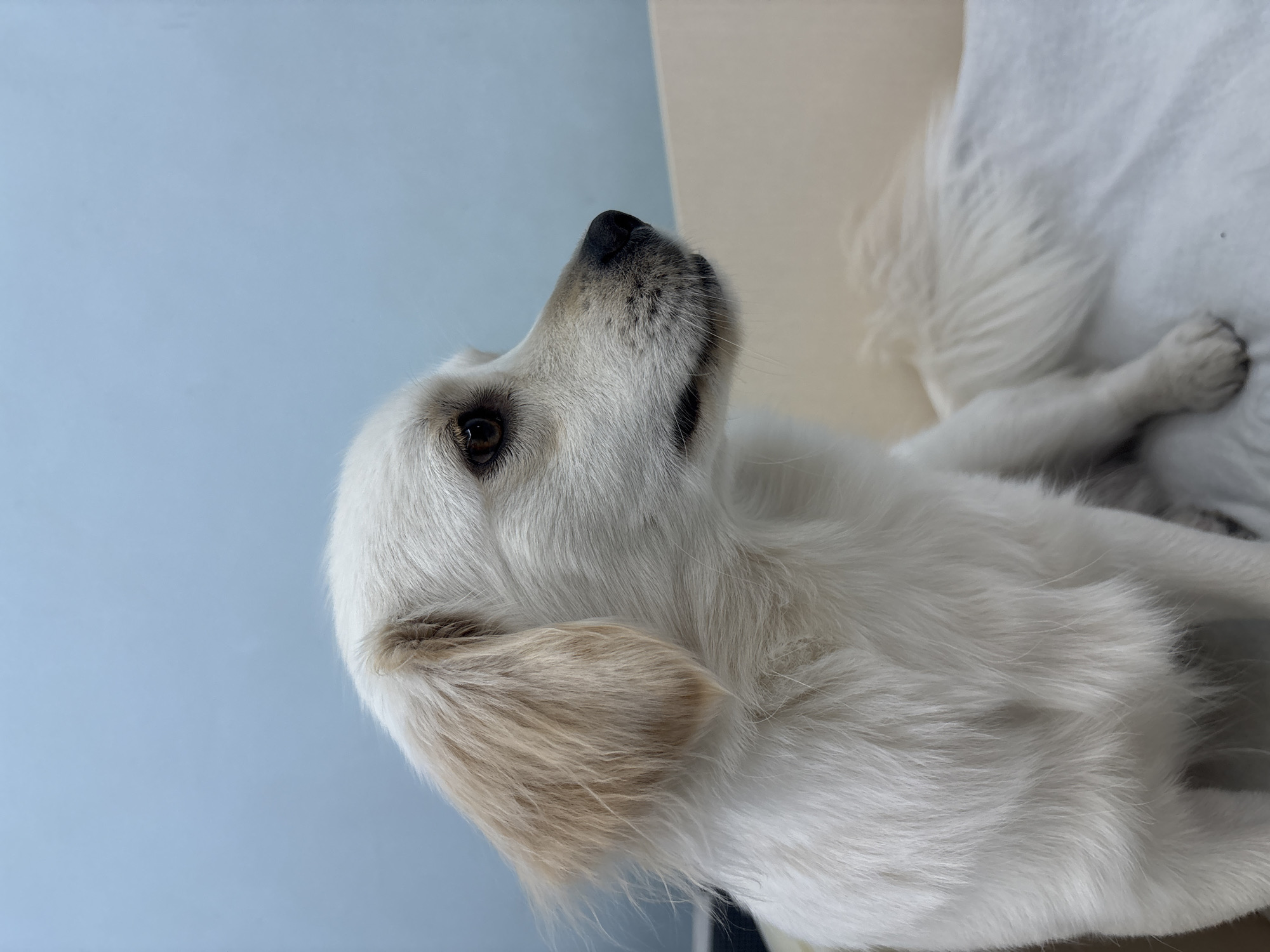 The image shows a close-up of a white dog, likely a Golden Retriever, looking upwards. The dog has light brown eyes and a black nose with some grey around its muzzle. Its fur is predominantly white, with some warmer beige tones visible on its ears and a patch on its chest. The background is split between a light blue wall and a cream-colored surface, suggesting an indoor setting. The lighting appears to be natural, casting soft shadows. The dog's pose and expression convey attentiveness, possibly watching something above or being called. The image appears to be taken from a low angle, emphasizing the dog's upward gaze. No text is visible in the image.