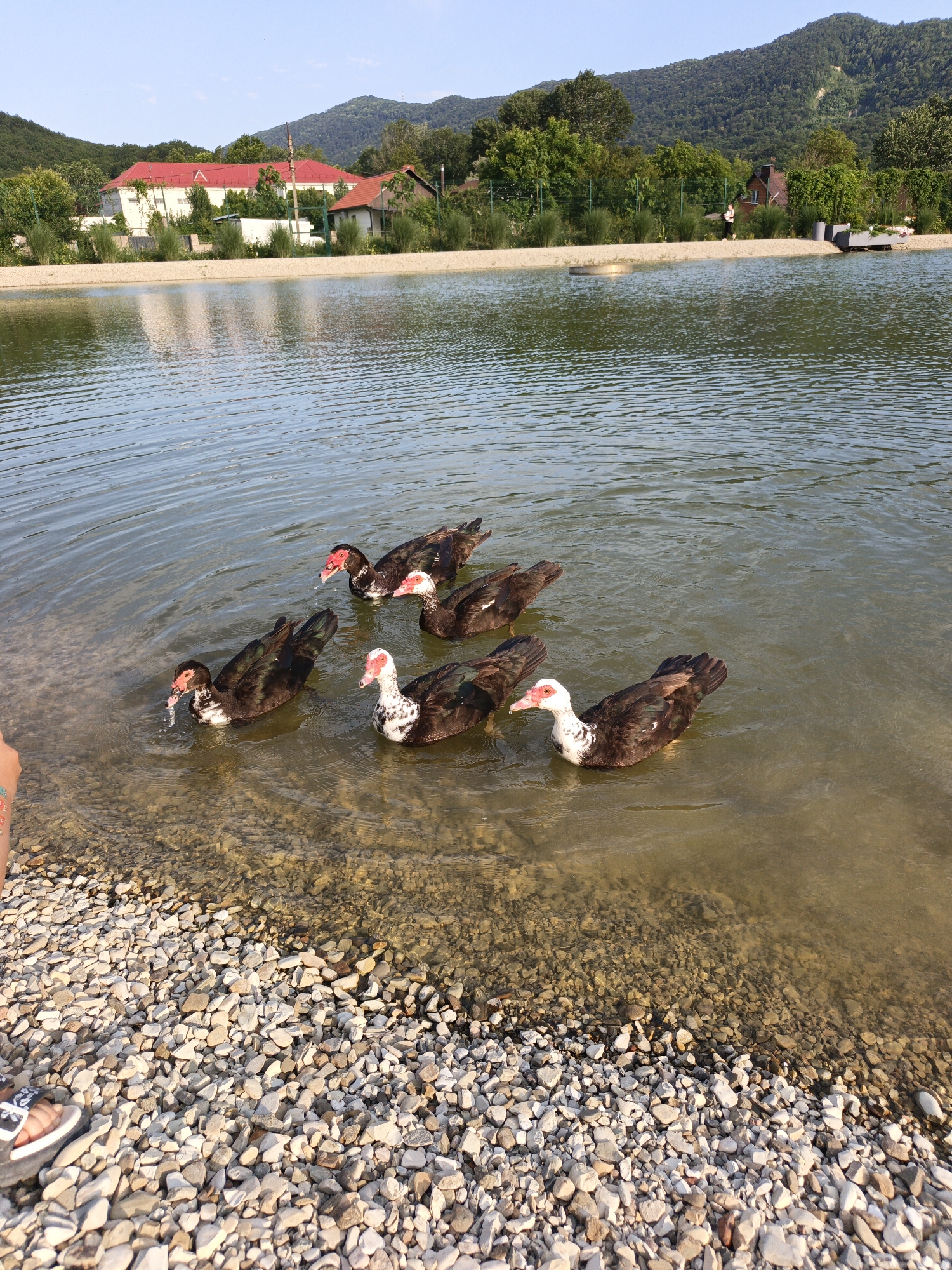 Six Muscovy ducks swim in the clear, shallow water of a lake near the shore, which is covered in small, smooth pebbles. The ducks are dark brown and white with red patches around their eyes and beaks, and they are gathered together, some with their heads partially submerged. In the background, across a sandy strip, is a residential area with houses featuring red roofs, surrounded by lush green trees and vegetation. Behind the buildings, rolling green hills form the backdrop under a clear blue sky. The scene appears to be a tranquil outdoor setting, likely in the town of Pshada, Russia, given the landscape and architecture.