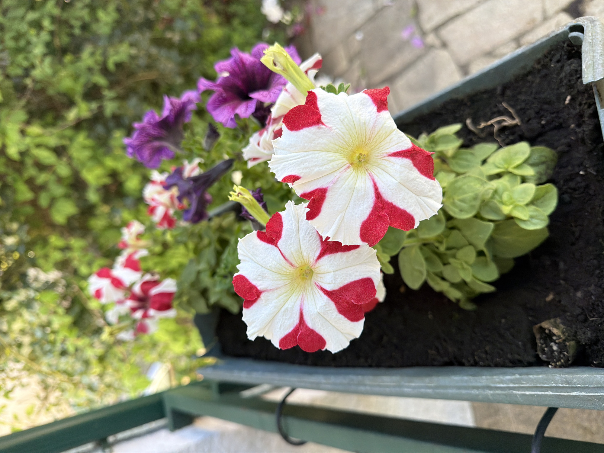 The image depicts a close-up view of flowers planted in a dark grey planter box. The flowers are primarily white with a distinctive red pattern on their petals, and there are also some purple flowers present. The planter is filled with dark soil. The planter box is placed on a dark green metal balcony railing. The background includes lush greenery, and there is a glimpse of a tiled area, possibly a patio, in the distance. There is no verifiable evidence to specify the location as Vila Real, Portugal.