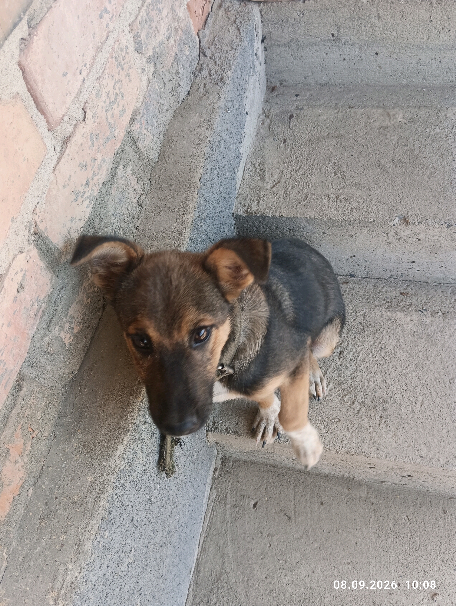 A high-angle, eye-level shot captures a German Shepherd puppy sitting on concrete steps. The puppy, with brown and black fur, is looking up at the camera with its ears perked. The background consists of concrete steps and a brick wall. The scene appears to be outdoors, possibly in a residential area. The timestamp in the bottom right corner reads "08.09.2026 10:08".