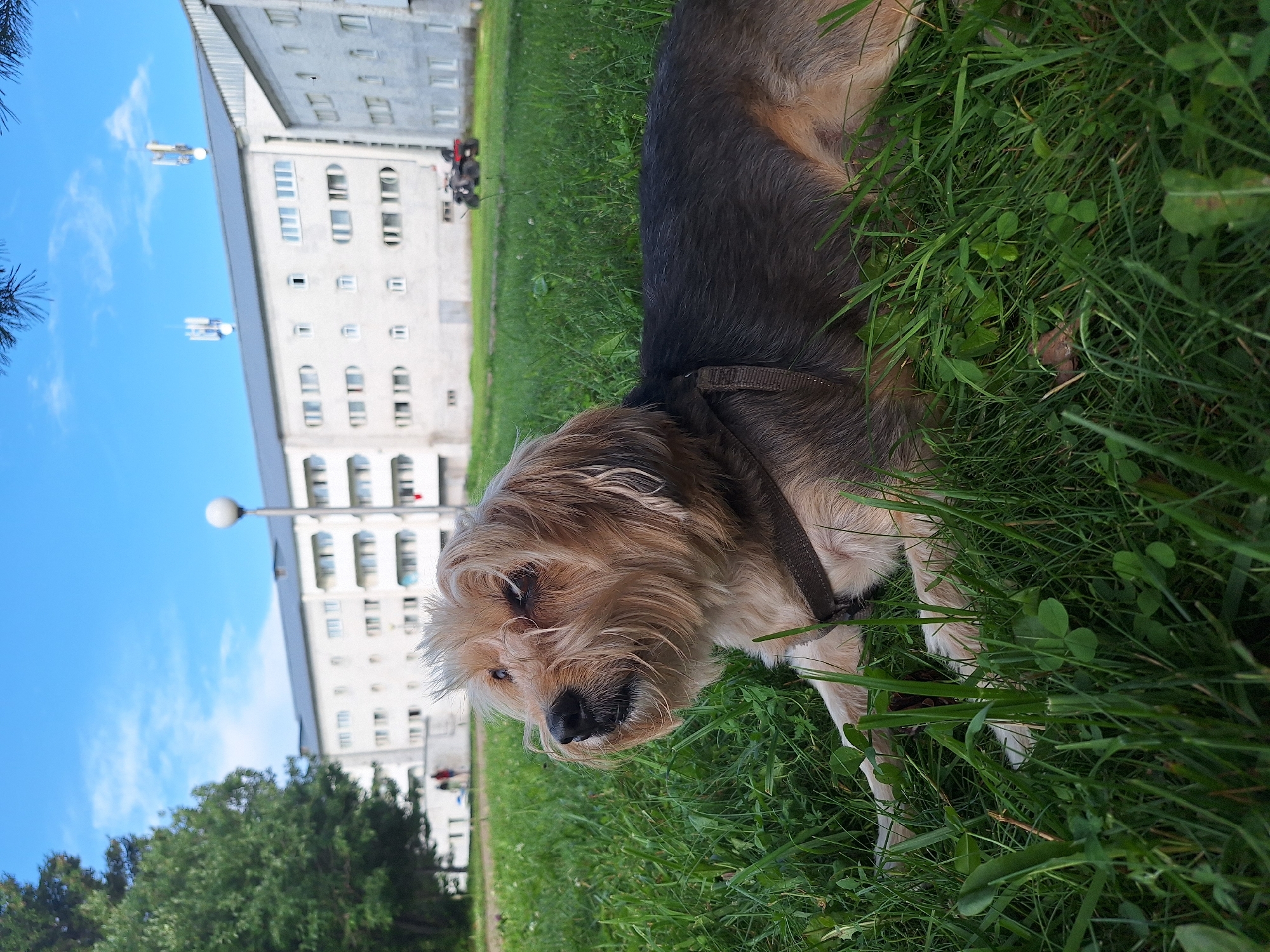 A small, shaggy dog with light brown and black fur lies in lush green grass. The dog is wearing a brown harness and is looking to its left with its mouth slightly open. In the background, a large, pale apartment building with multiple windows stretches across the scene. A tall, spherical lamp post stands in front of the building to the left of center. Two people are visible walking in the distance near the building. To the right of the building, a red all-terrain vehicle is parked. The sky above is a clear blue with a few wispy white clouds. The scene appears to be set in a residential area, possibly a park or common space, in the city of Atamanovka, Russia.