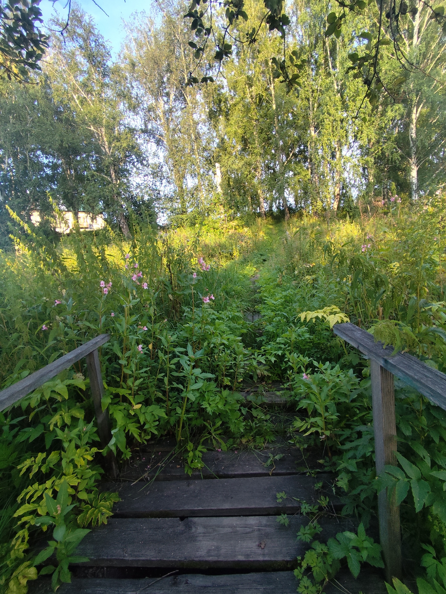 A wooden path with overgrown vegetation leads uphill through a forest on a sunny day. The path consists of weathered wooden planks. The surrounding area is dense with green foliage, including tall grasses, bushes, and trees with light-colored bark, possibly birch trees. Small pink flowers are visible amidst the greenery. The sky is blue with some dappled sunlight filtering through the leaves. The scene depicts a natural outdoor environment in a rural setting, likely within the vicinity of the village of Barlaksky, Russia. There are no people or animals present in the image.