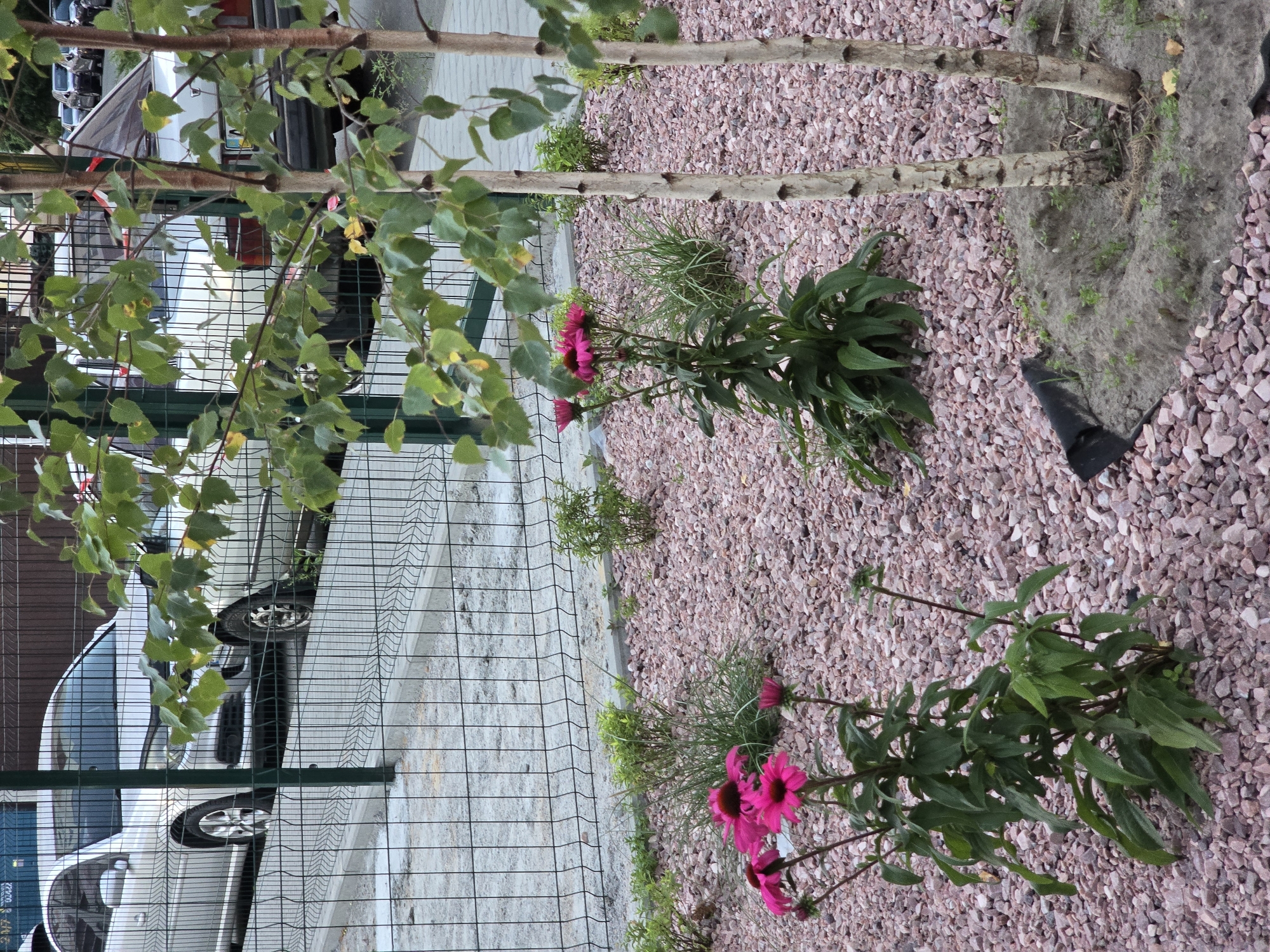 The image depicts a small landscaped area with pink gravel ground cover, featuring two young birch trees and several flowering echinacea plants with bright pink blossoms. In the background, a chain-link fence separates the garden area from a paved surface where several parked cars are visible, including a silver sedan and other vehicles further back. Beyond the fence, there is a concrete barrier and what appears to be a building or shipping container. The scene is likely located in Vyshneve, Ukraine, given the context provided. The overall impression is one of urban landscaping with a focus on low-maintenance ground cover and flowering plants. There are no people or animals visible in the image.